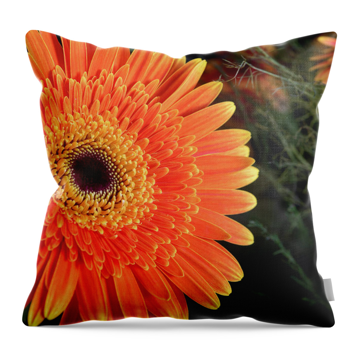 Gerbera Jamesonii Throw Pillow featuring the photograph Fresh blooming Daisy flower  by Michalakis Ppalis