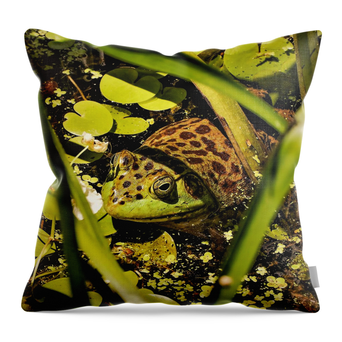 Frog Water Pond Green Leaves Eye Reptile Throw Pillow featuring the photograph Frog by John Linnemeyer