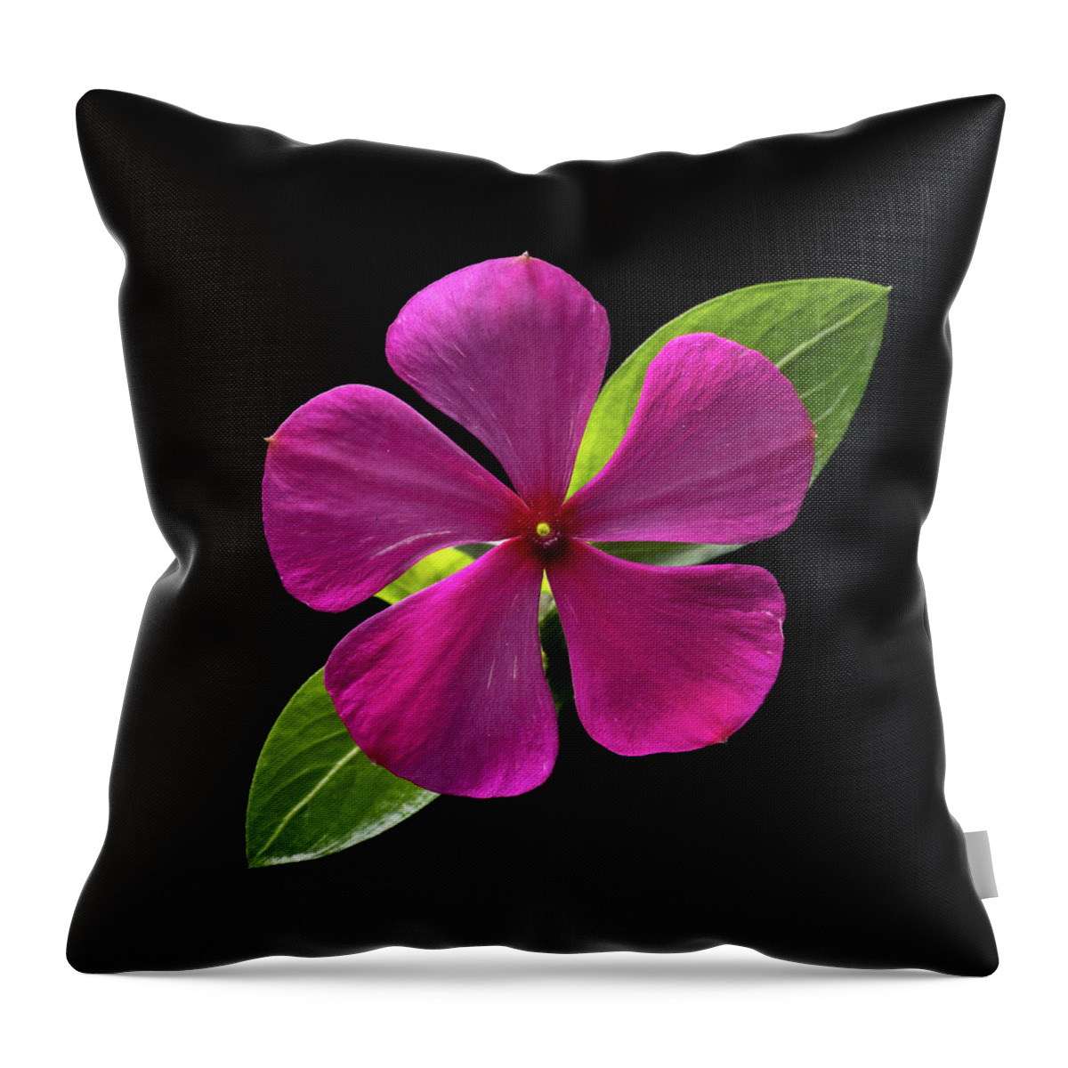 Fuchsia Throw Pillow featuring the photograph Fuchsia and Green on Black by Kevin Suttlehan