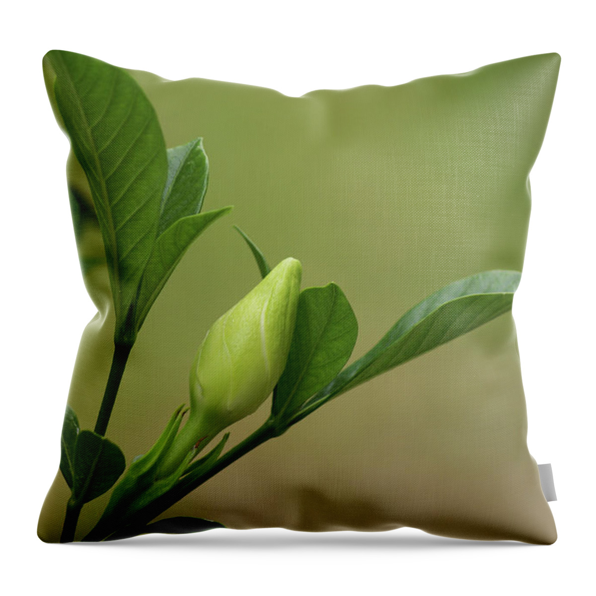  Throw Pillow featuring the photograph Gardenia Bud by Heather E Harman