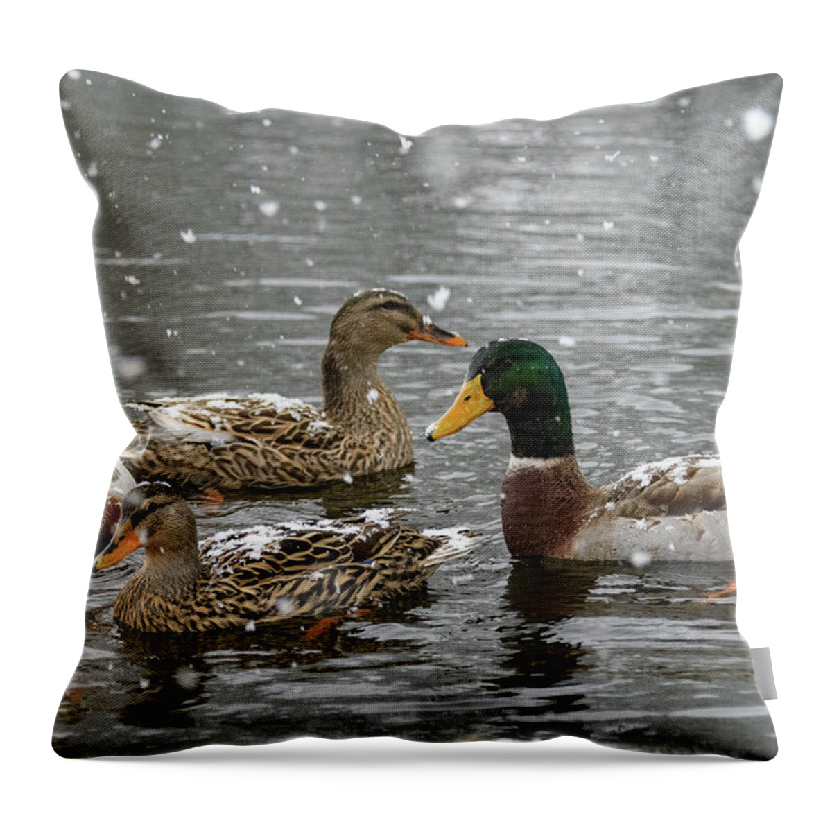 North America Throw Pillow featuring the photograph Gathering by Melissa Southern