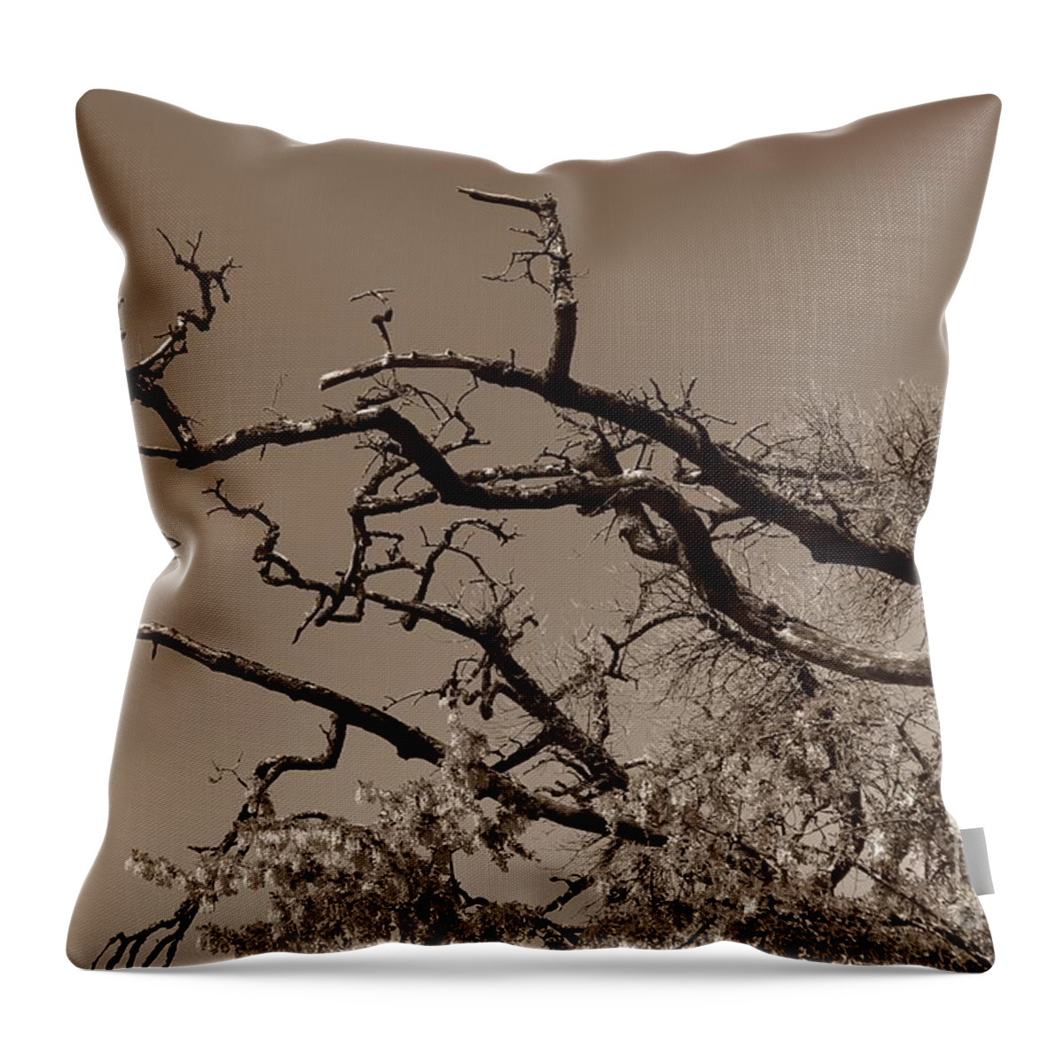 Branches Throw Pillow featuring the photograph Gnarled Old Hands by Kimberly Furey