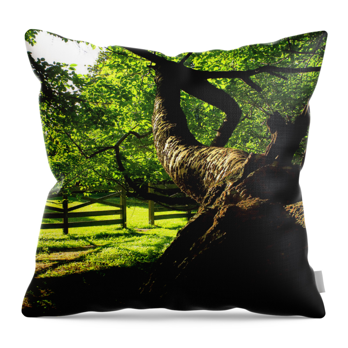 Afternoon Sun Throw Pillow featuring the photograph Gnarled Tree and Rustic Fence in Golden Hour by Steve Ember