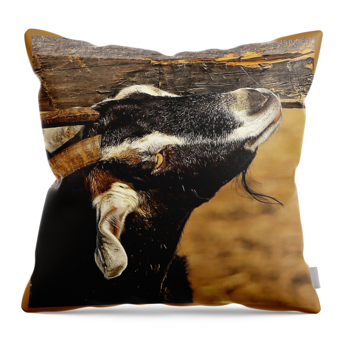 Goat Horns Fence Wood Close Throw Pillow featuring the photograph Goat by John Linnemeyer