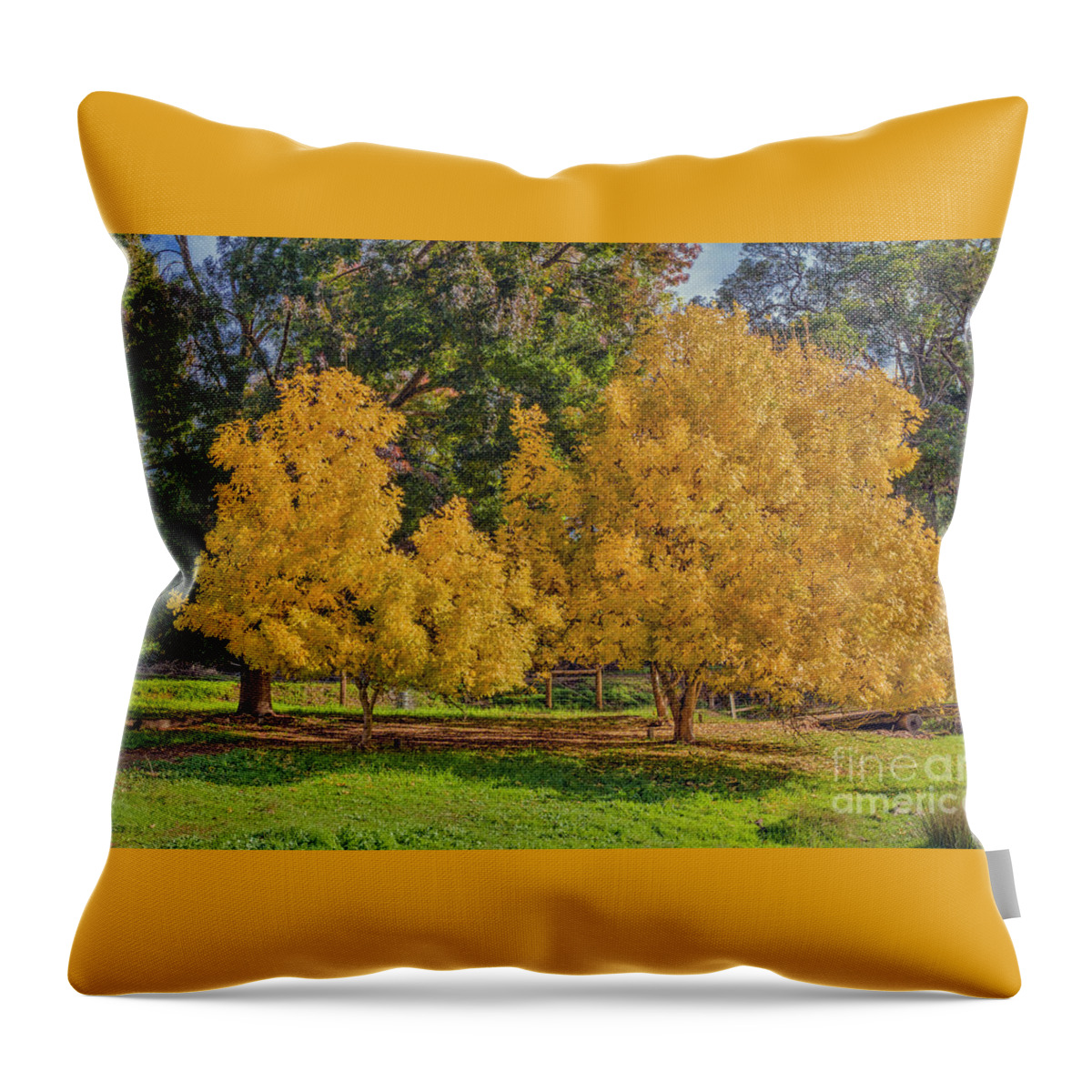Tree Throw Pillow featuring the photograph Golden Ash Trees #2 by Elaine Teague