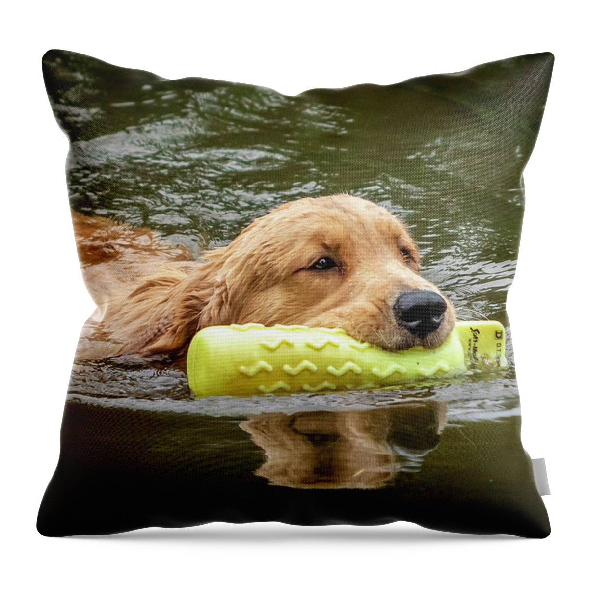 Dog Training Throw Pillow featuring the photograph Golden Swim by GeeLeesa