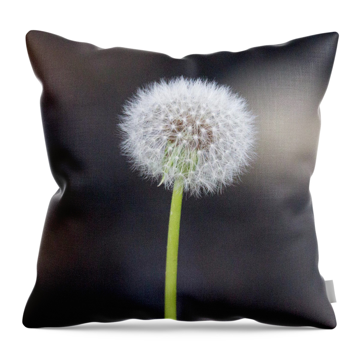 Flower Throw Pillow featuring the photograph Gone to seed by David Beechum