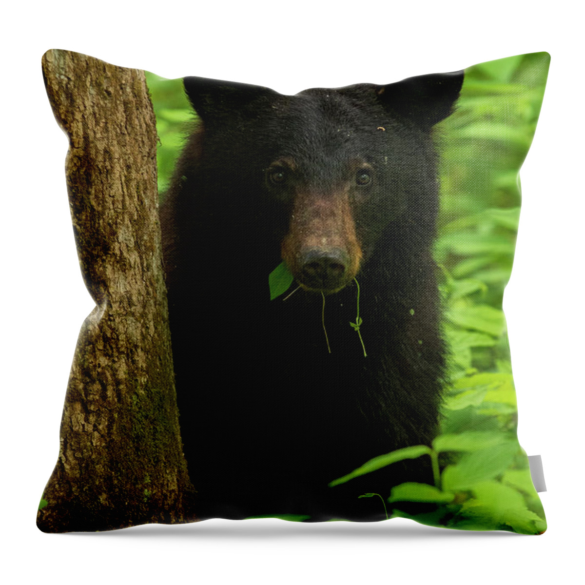 Great Smoky Mountains National Park Throw Pillow featuring the photograph Grazing Black Bear by Melissa Southern