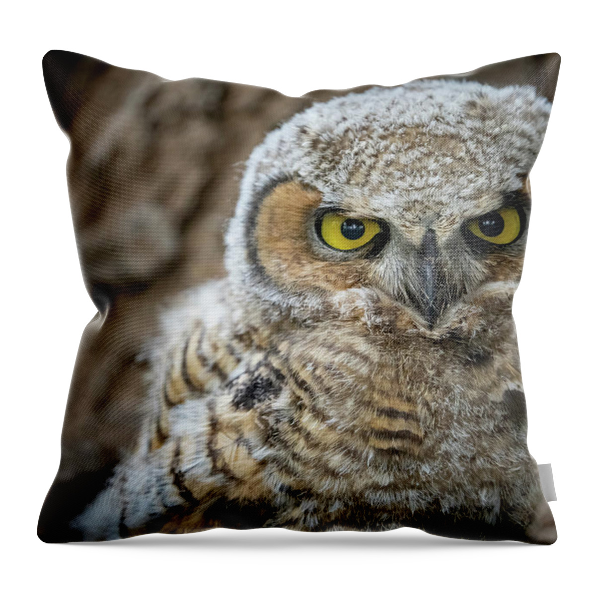 Owl Throw Pillow featuring the photograph Great Horned Owlet by Wesley Aston