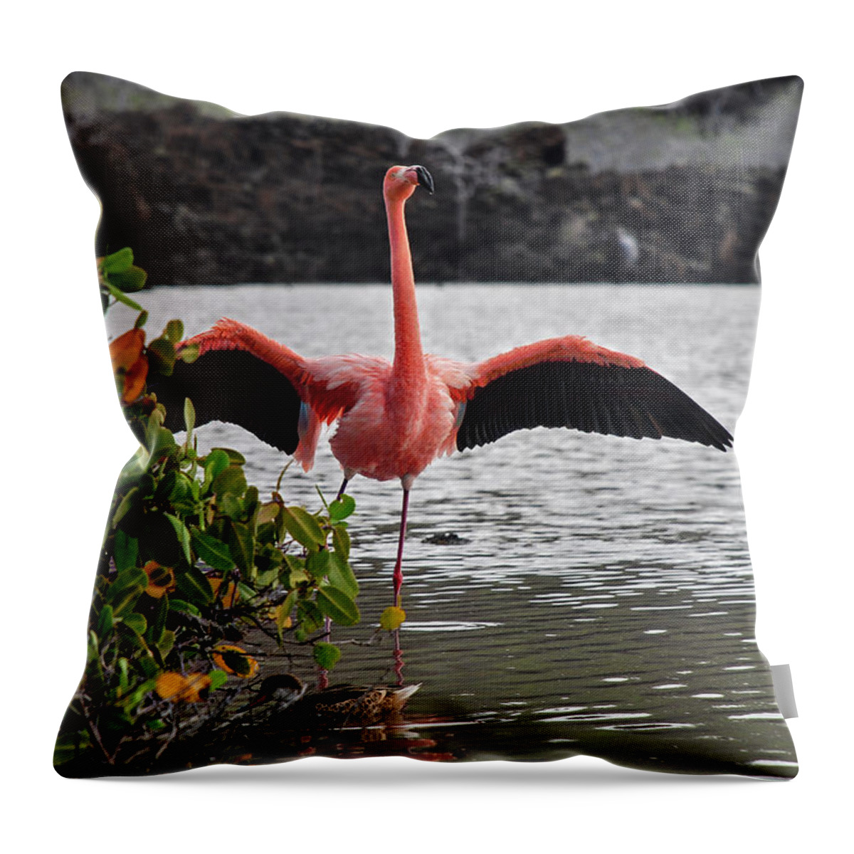 American Flamingo Throw Pillow featuring the photograph Greater Flamingo or American Flamingo - Galapagos by Henri Leduc