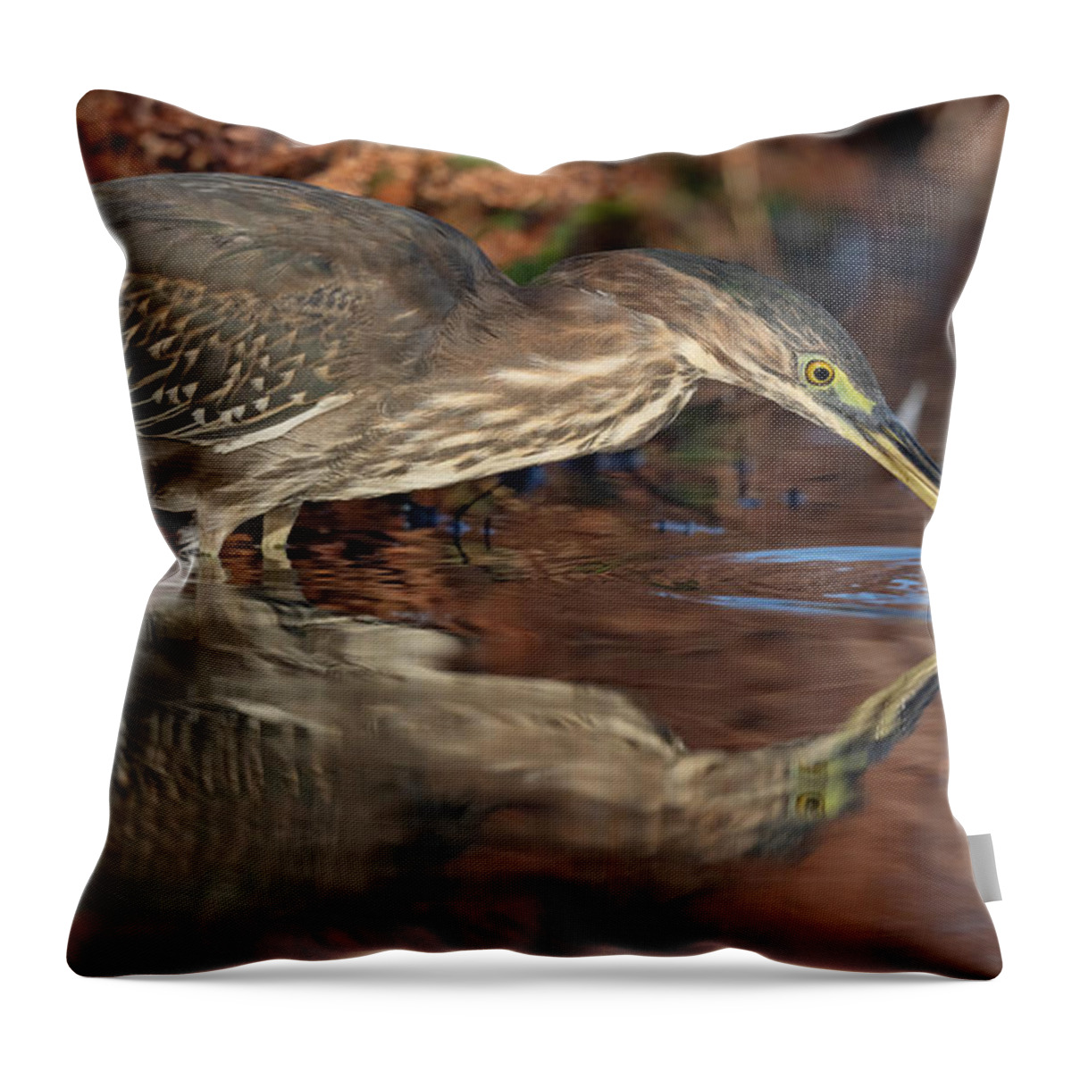 Butorides Virescens Throw Pillow featuring the photograph Green Heron in Autumn. by Paul Martin