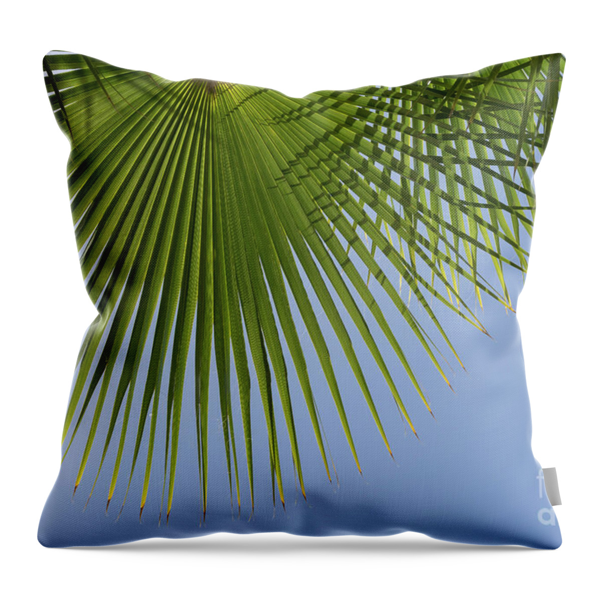 Palm Leaf Throw Pillow featuring the photograph Green palm leaf and blue sky, summer season by Adriana Mueller