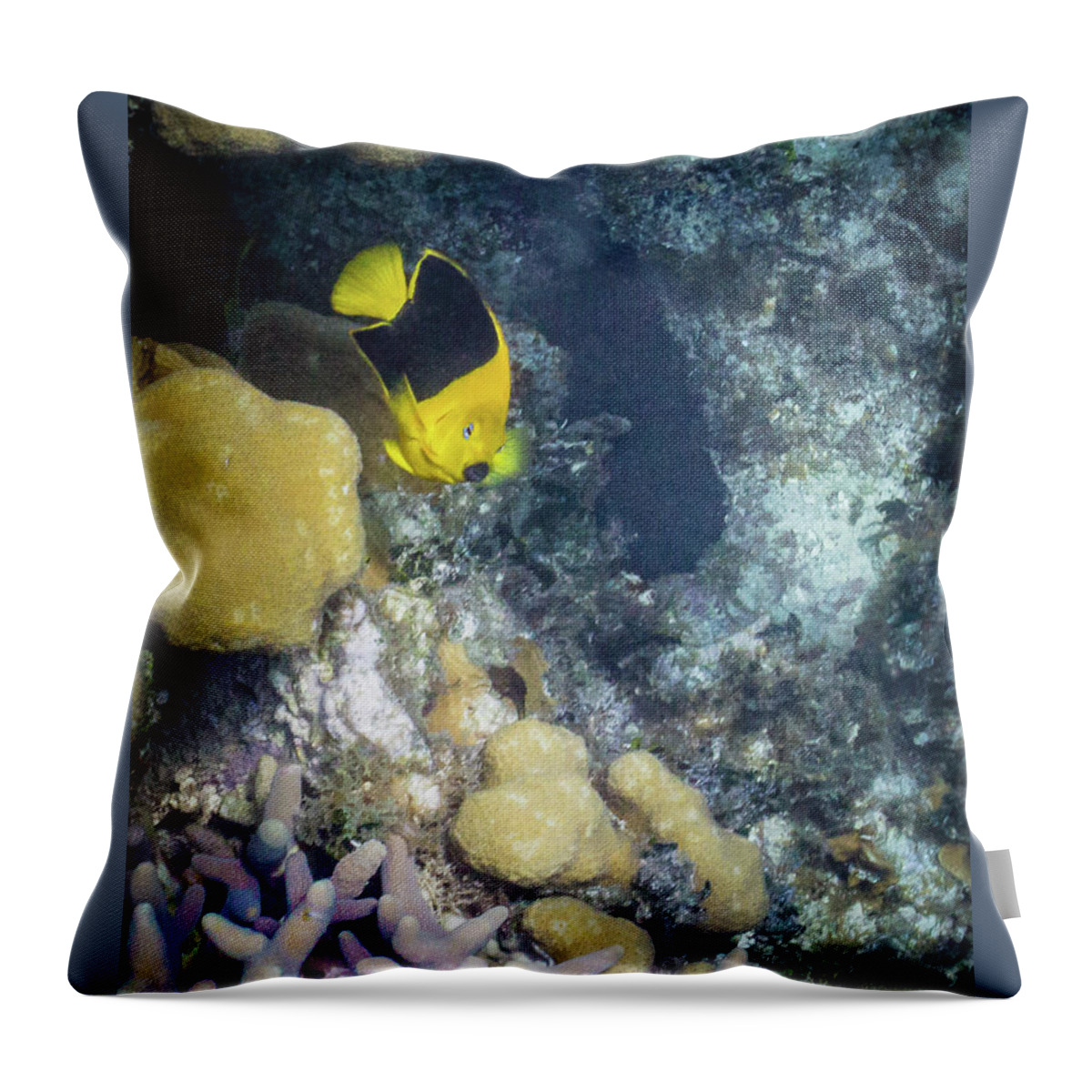 Animals Throw Pillow featuring the photograph Greetings by Lynne Browne