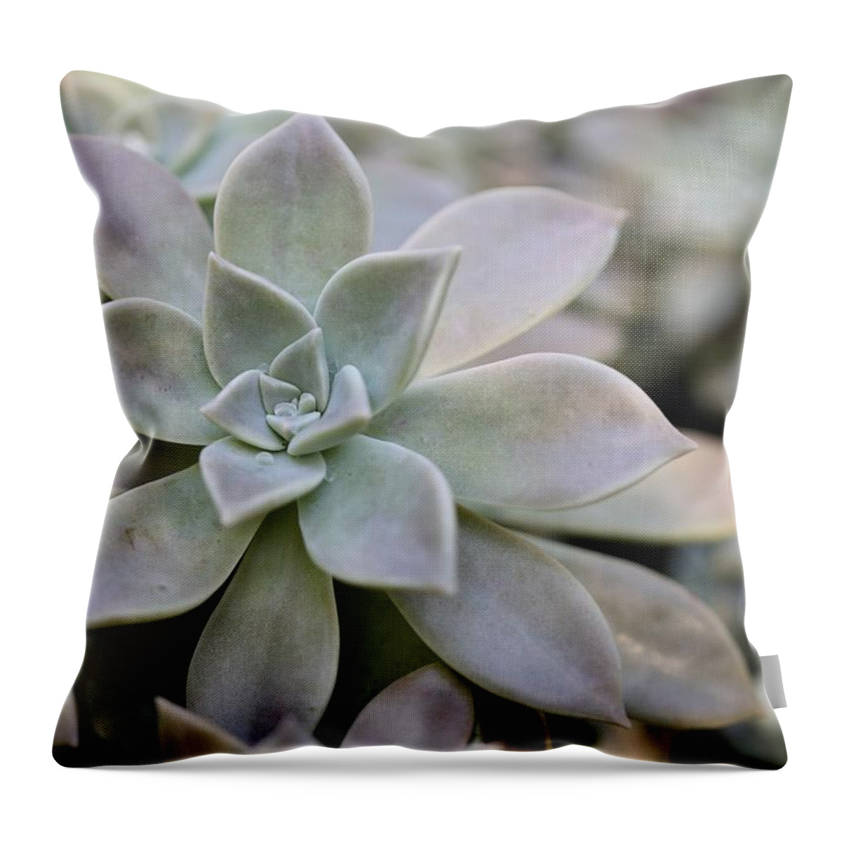Succulent Throw Pillow featuring the photograph Grey Ghost Plant by Mingming Jiang