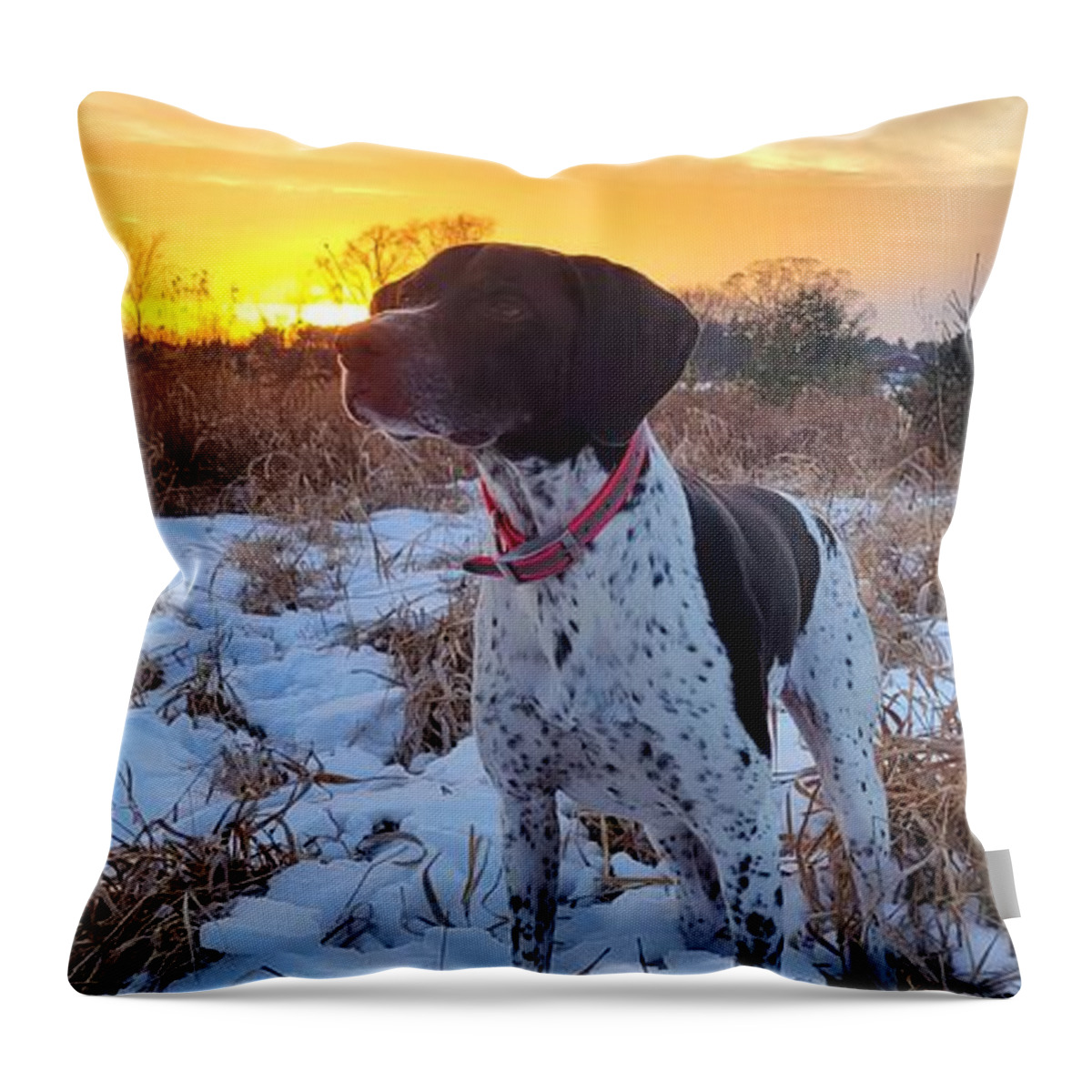 German Shorthaired Pointer Throw Pillow featuring the photograph GSP by Brook Burling
