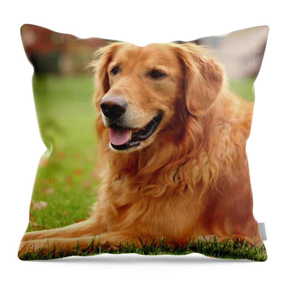 Dog Throw Pillow featuring the photograph Handsome Golden by Lens Art Photography By Larry Trager