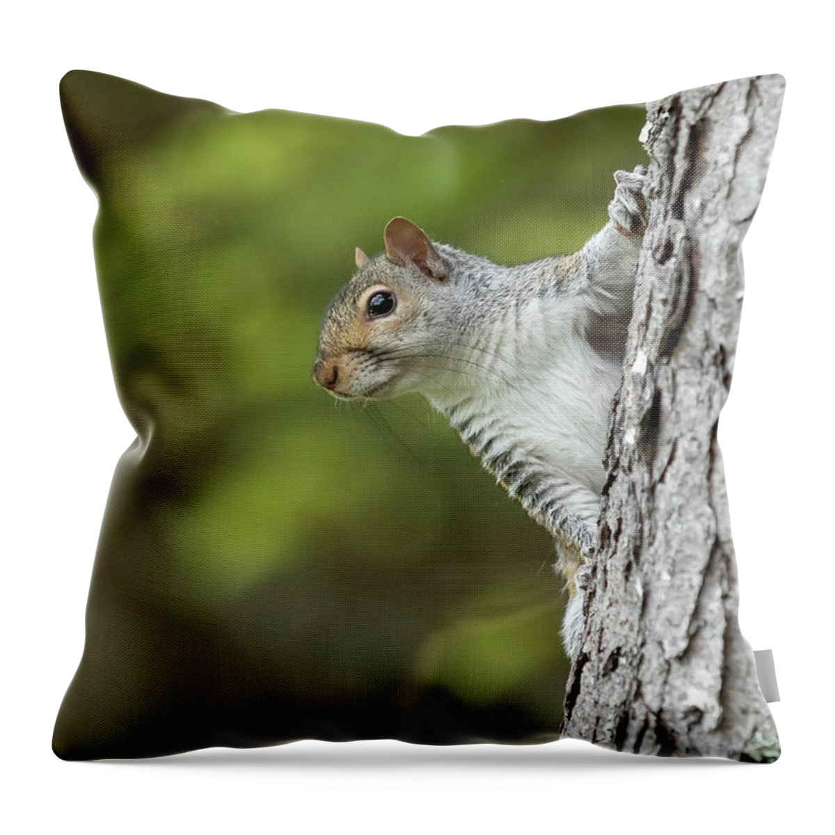 Squirrel Throw Pillow featuring the photograph Hang On by Holly Ross