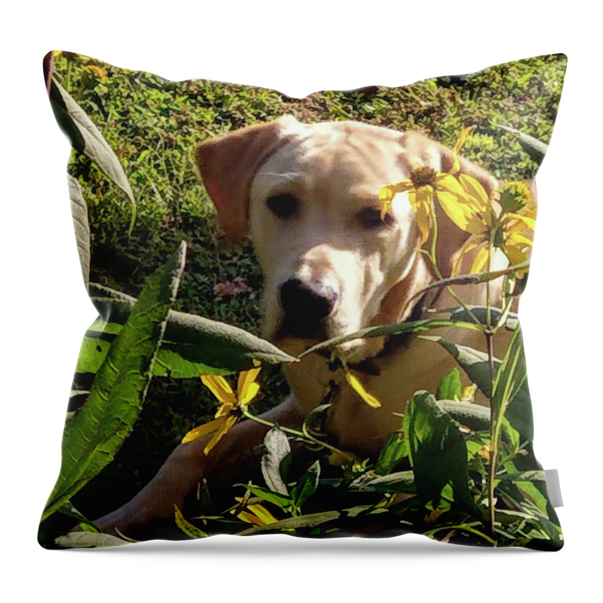 Yellow Lab Throw Pillow featuring the photograph Hanging with the Maxamillians by Kim Galluzzo Wozniak