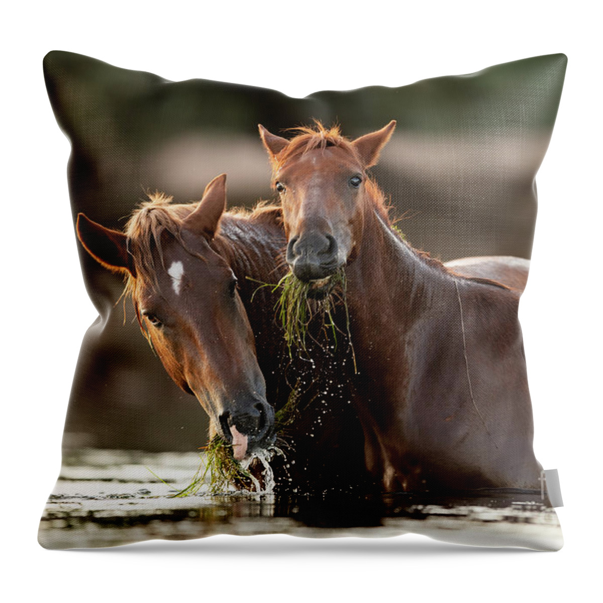 Salt River Wild Horses Throw Pillow featuring the photograph Happy Meal by Shannon Hastings