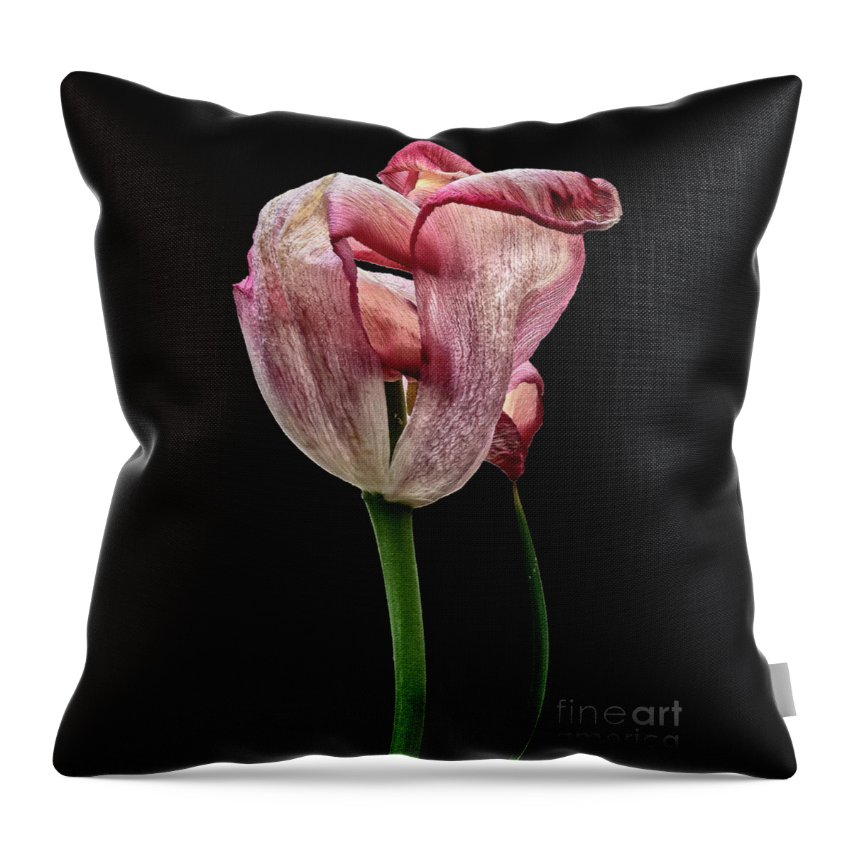 Withing Tulip Flower Associations Surreal Creative Beauty Beautiful Touching Weird Bizarre Eccentric Odd Peculiar Outlandish Unusual Imaginative Appealing Emotional Beautiful Wonderful Beauty Conceptual Singular Memorable Remarkable Striking Close Up Splendid Stunning Dramatic Impressive Effective Powerful Strong Meaningful Stylish Thoughtful Provocative Effective Telling Amazing Thoughtful Expressive Attentive Creative Black Background Philosophical Mysterious Elegance Simplicity Textural Fun Throw Pillow featuring the photograph Happy withering tulip, beauty, thinker, black background,  by Tatiana Bogracheva