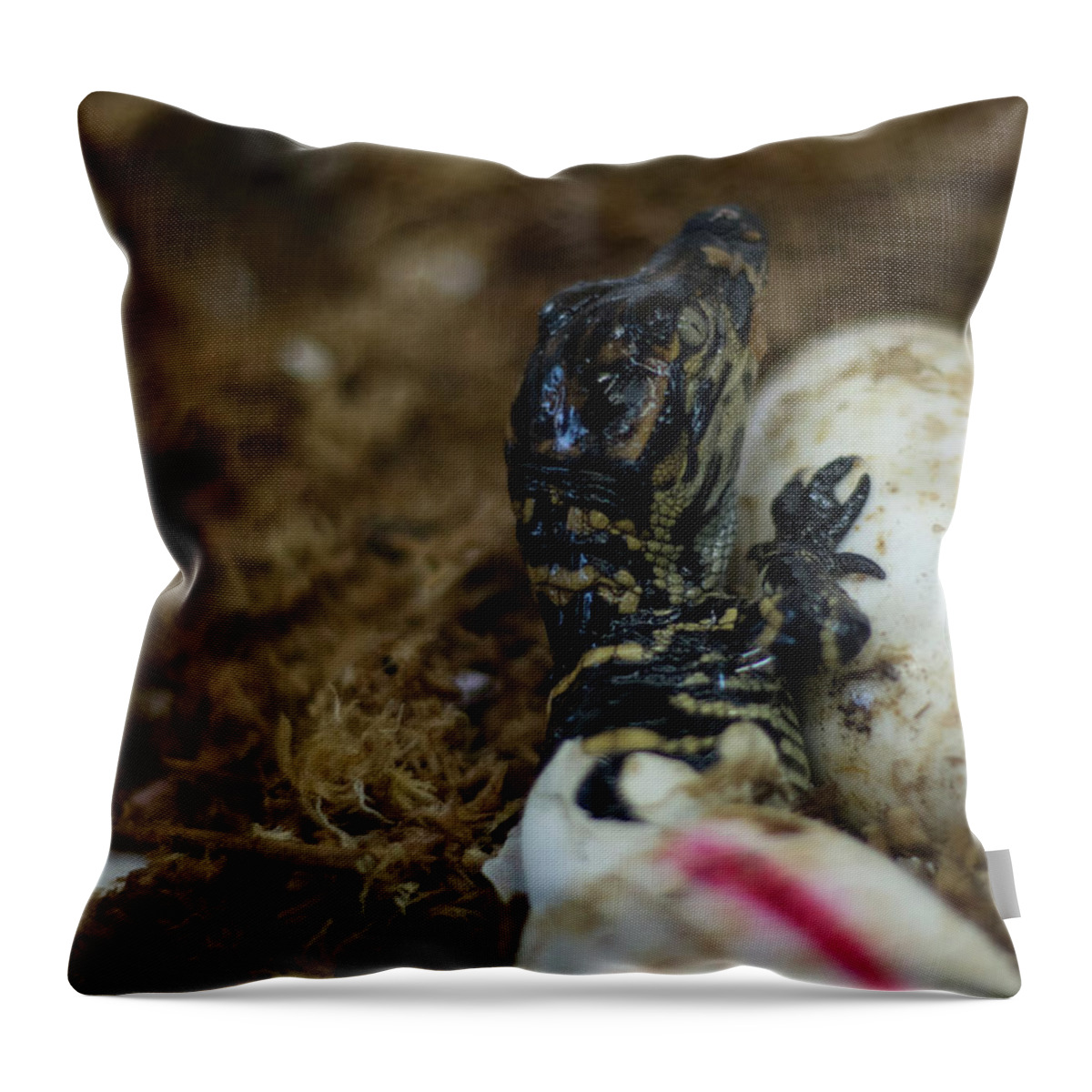 Alligator Throw Pillow featuring the photograph Hatchling Alligator by Carolyn Hutchins