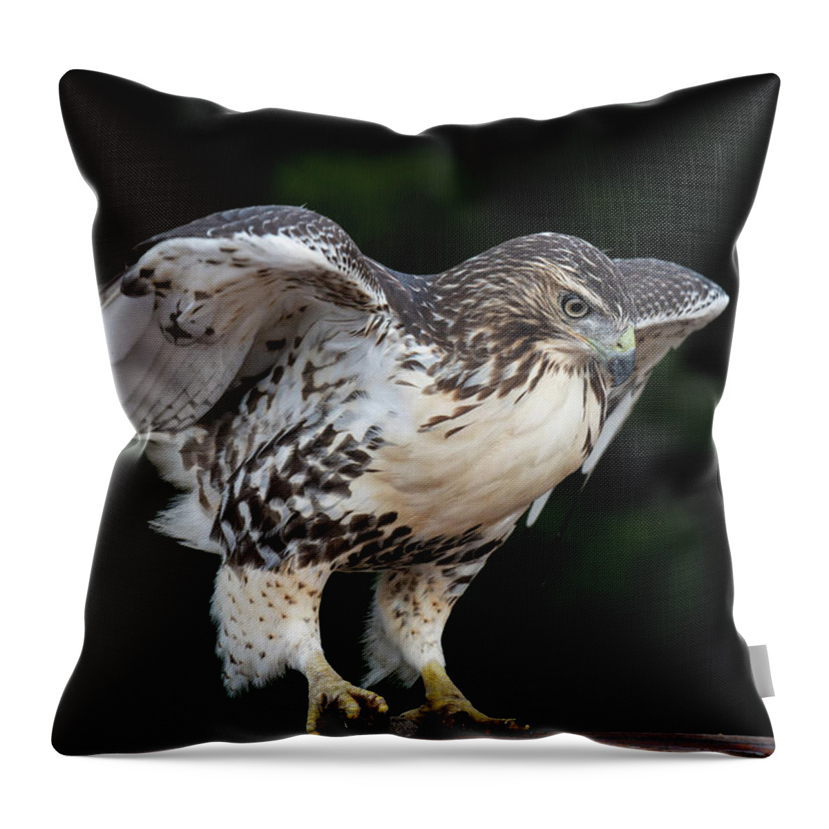 Red Tailed Hawk Throw Pillow featuring the photograph Hawk on Table by Michael Hubley