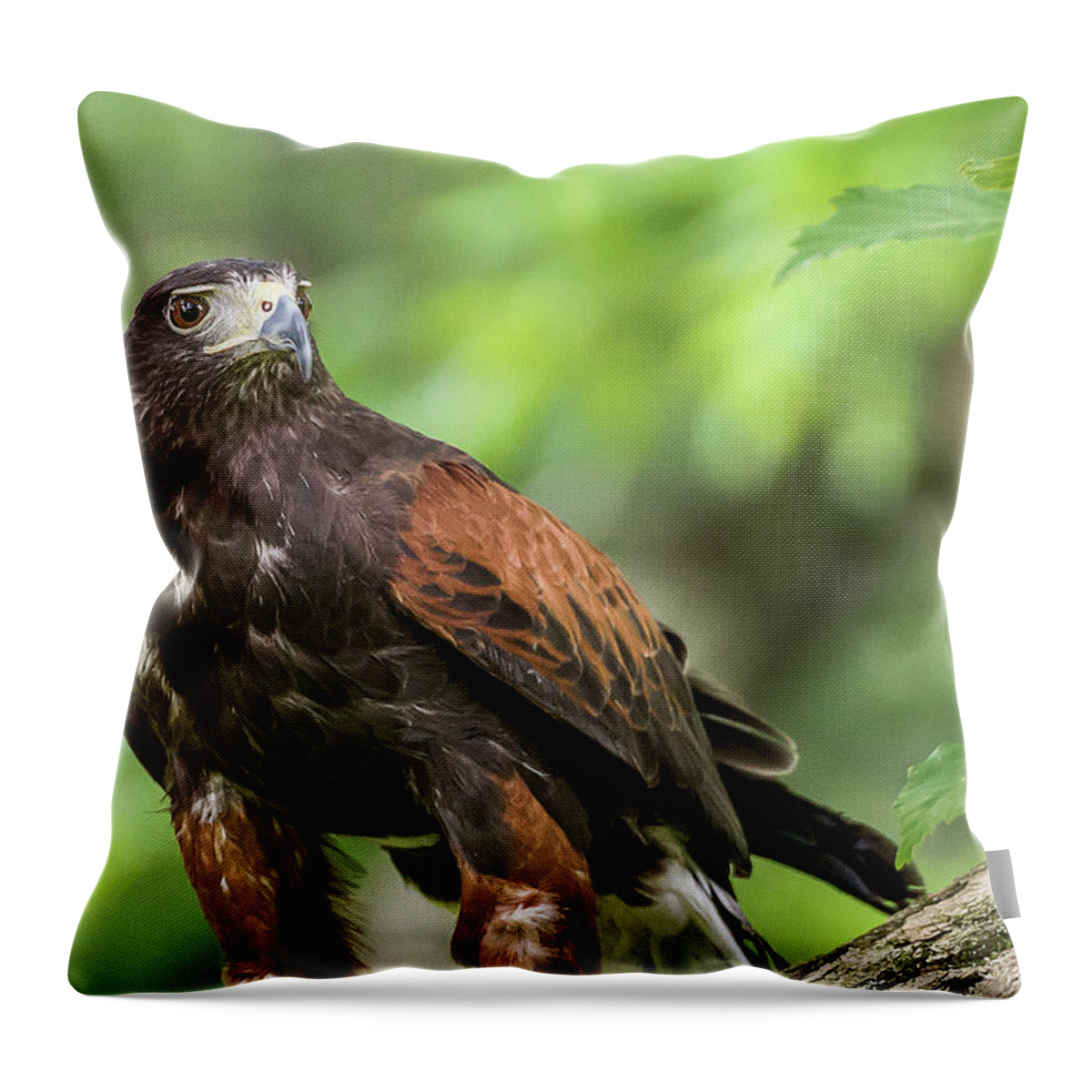 Raptors Owl Hawk Throw Pillow featuring the photograph Hawk by Robert Miller