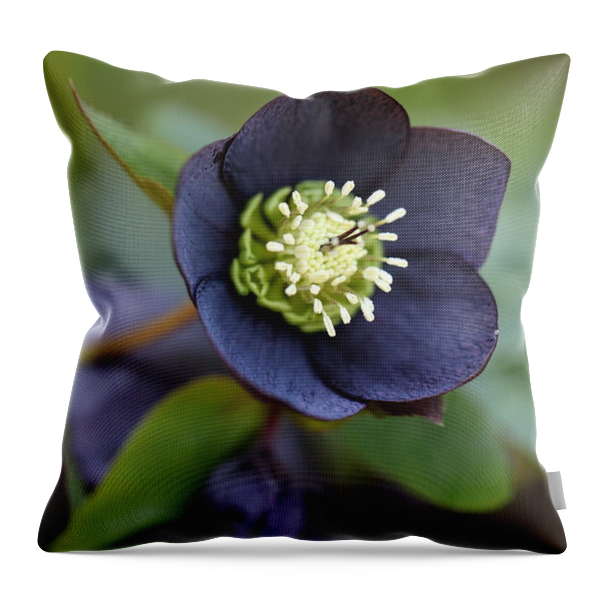 Helleborus Orientalis Throw Pillow featuring the photograph Hellebore by Tammy Pool
