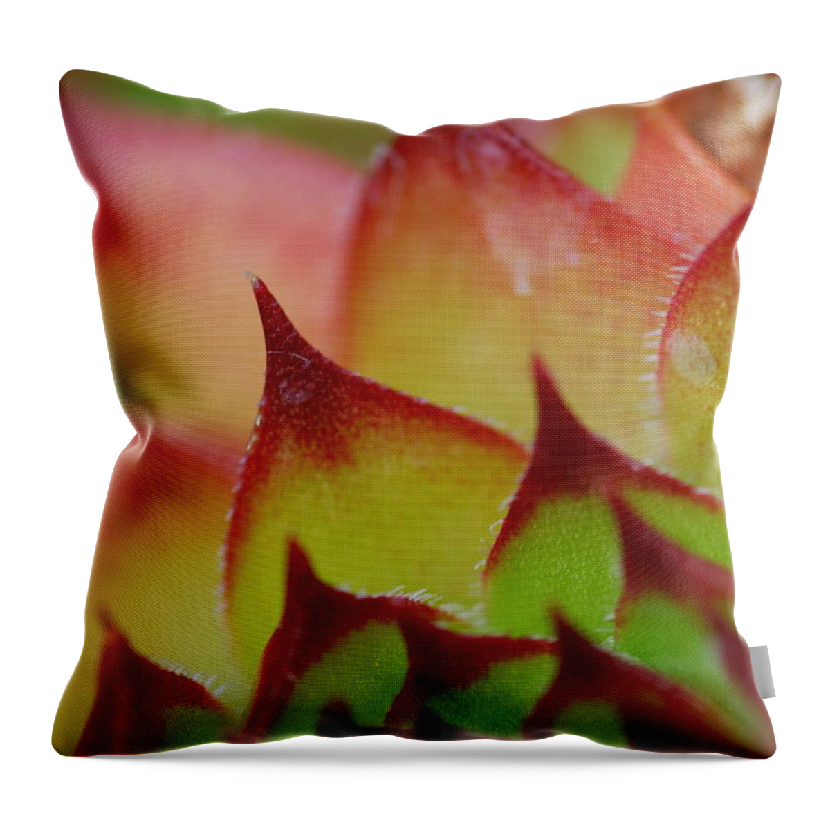 Hens And Chicks Throw Pillow featuring the photograph Hens And Chicks #10 by Stephanie Gambini