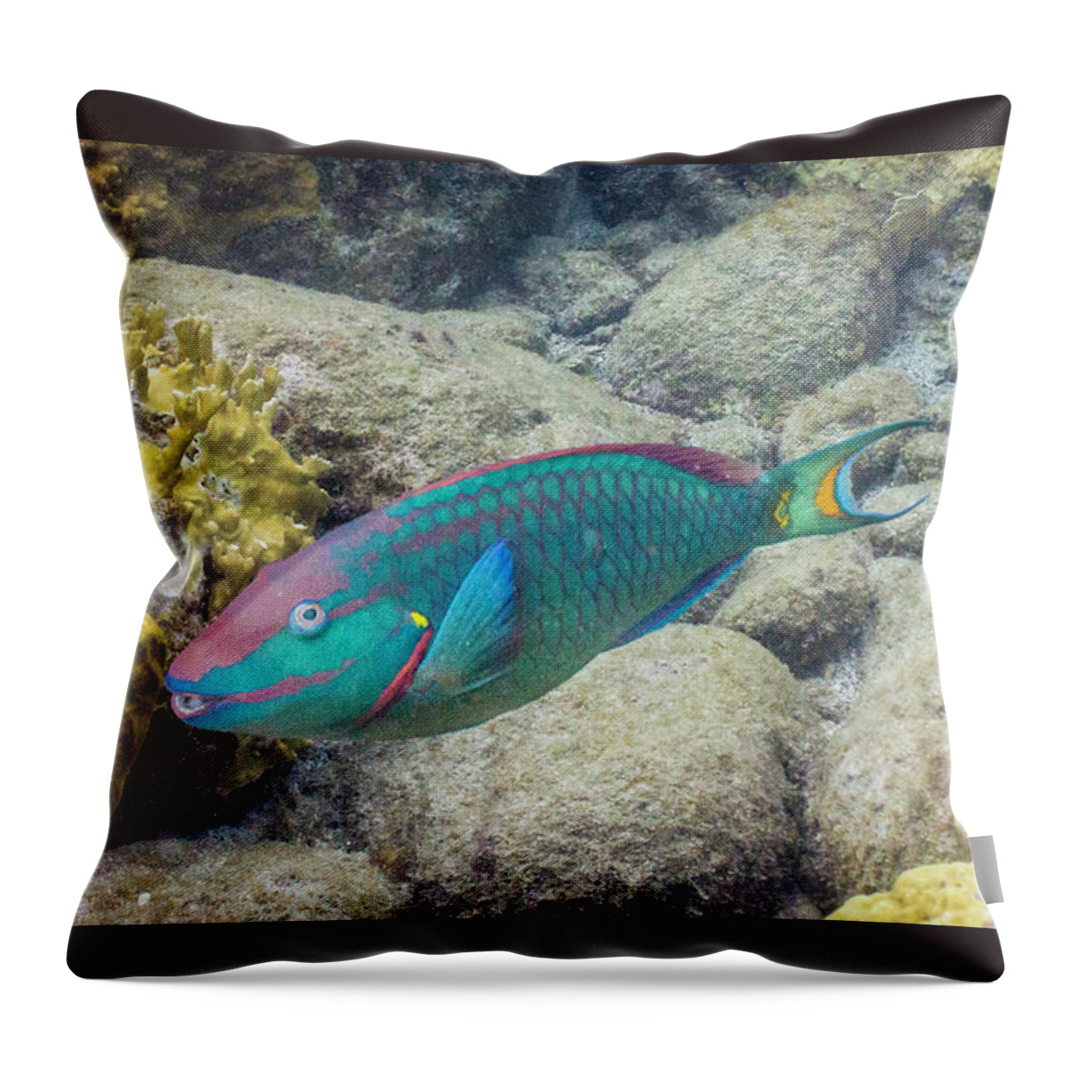 Animals Throw Pillow featuring the photograph Hey Good Lookin' by Lynne Browne