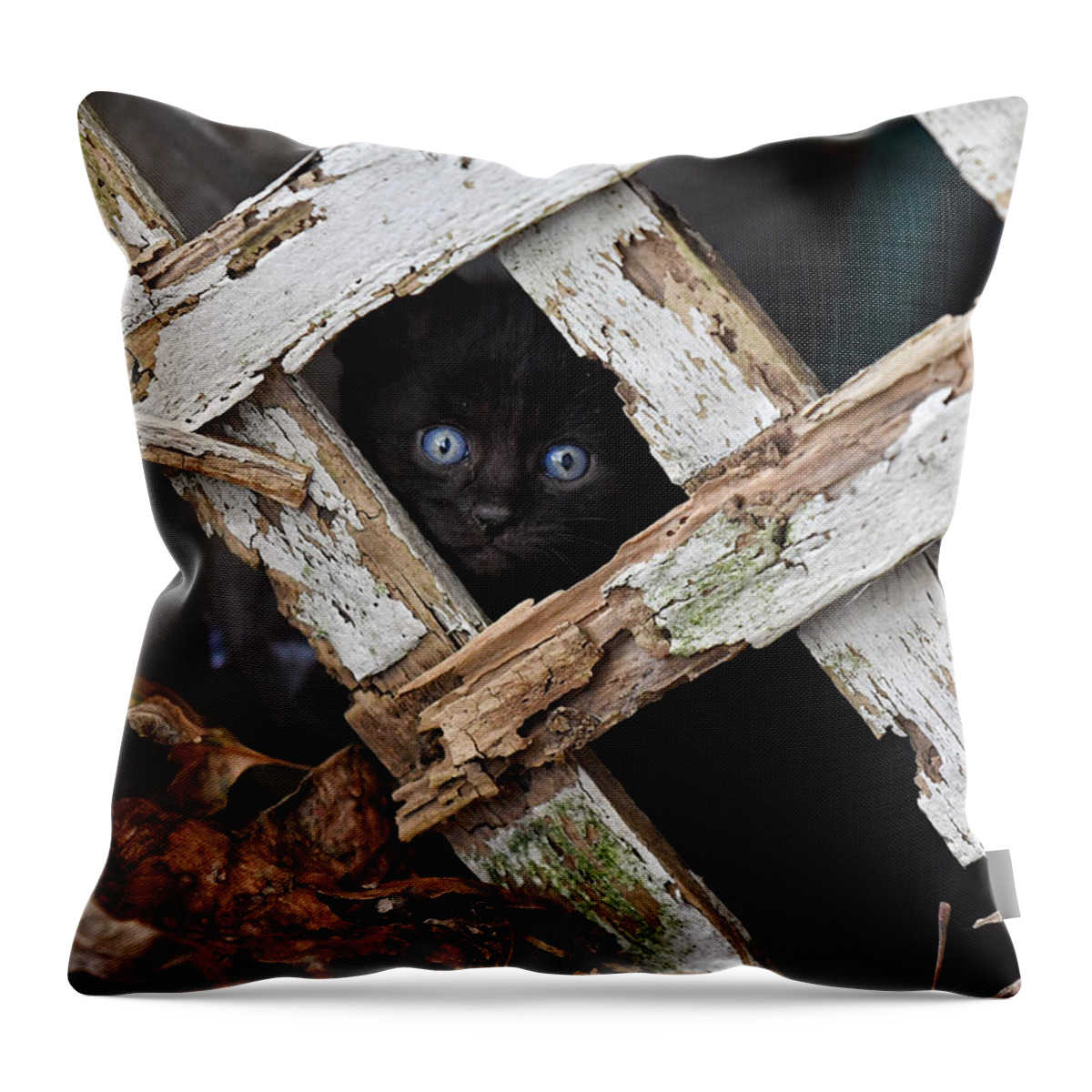 Cat Throw Pillow featuring the photograph Hidden by DArcy Evans