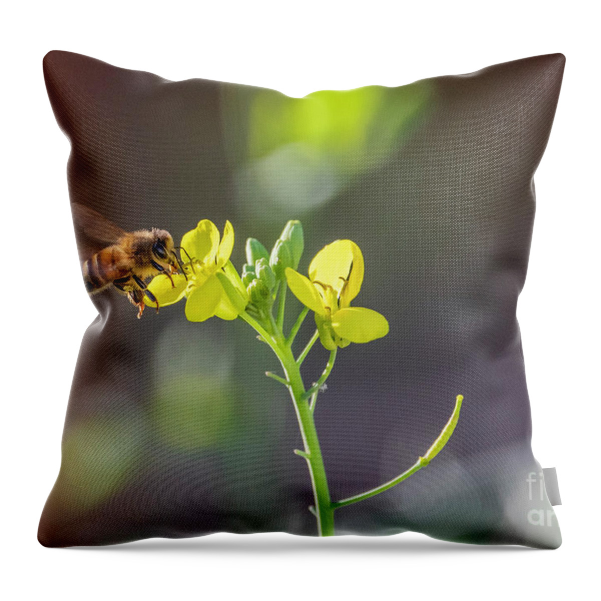 Honey Bee Throw Pillow featuring the photograph Honey Bee on a Winter Kale Flower by Sandra Rust