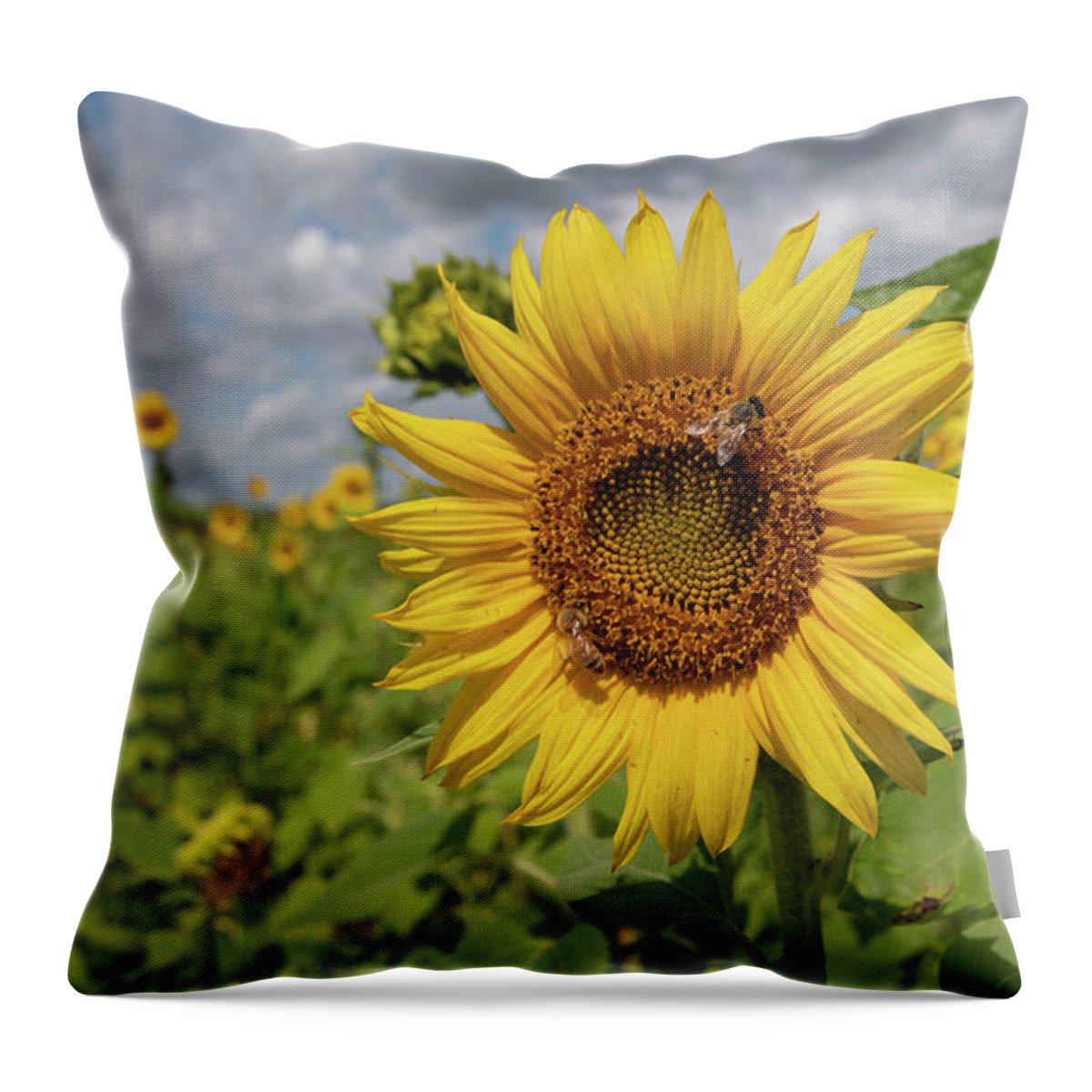 Sunflower Throw Pillow featuring the photograph Honeybee on Sunflower by Carolyn Hutchins