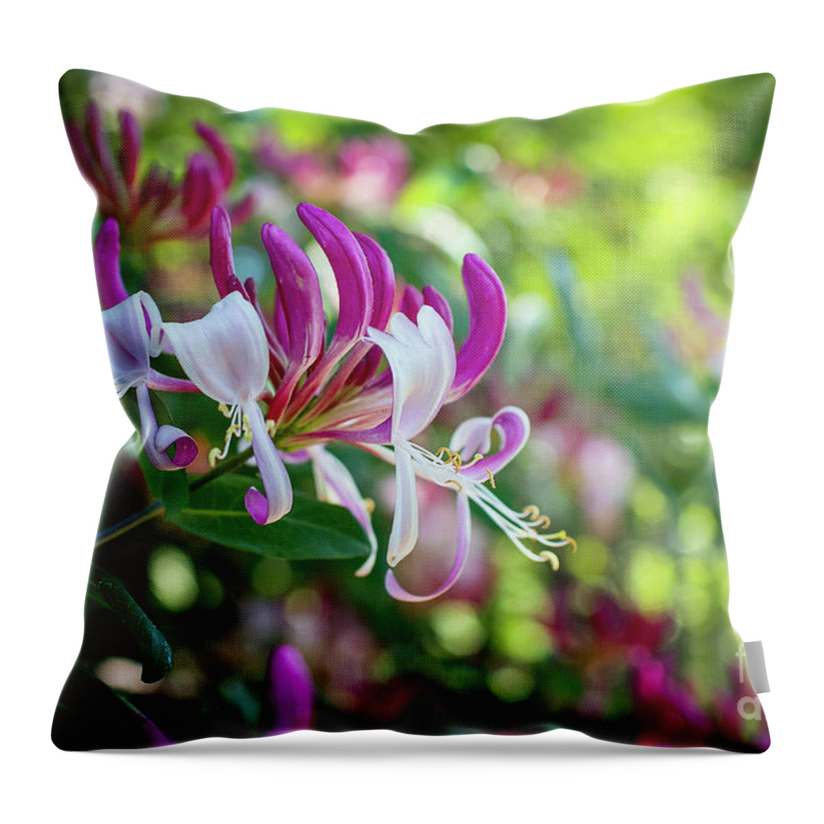Honeysickle Throw Pillow featuring the photograph Honeysuckle in the garden by Amy Dundon
