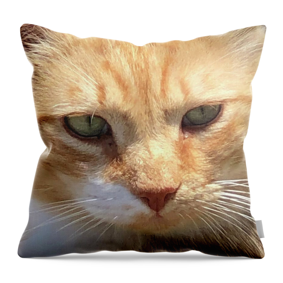 Cats Throw Pillow featuring the photograph Hopeful by Jan Gelders