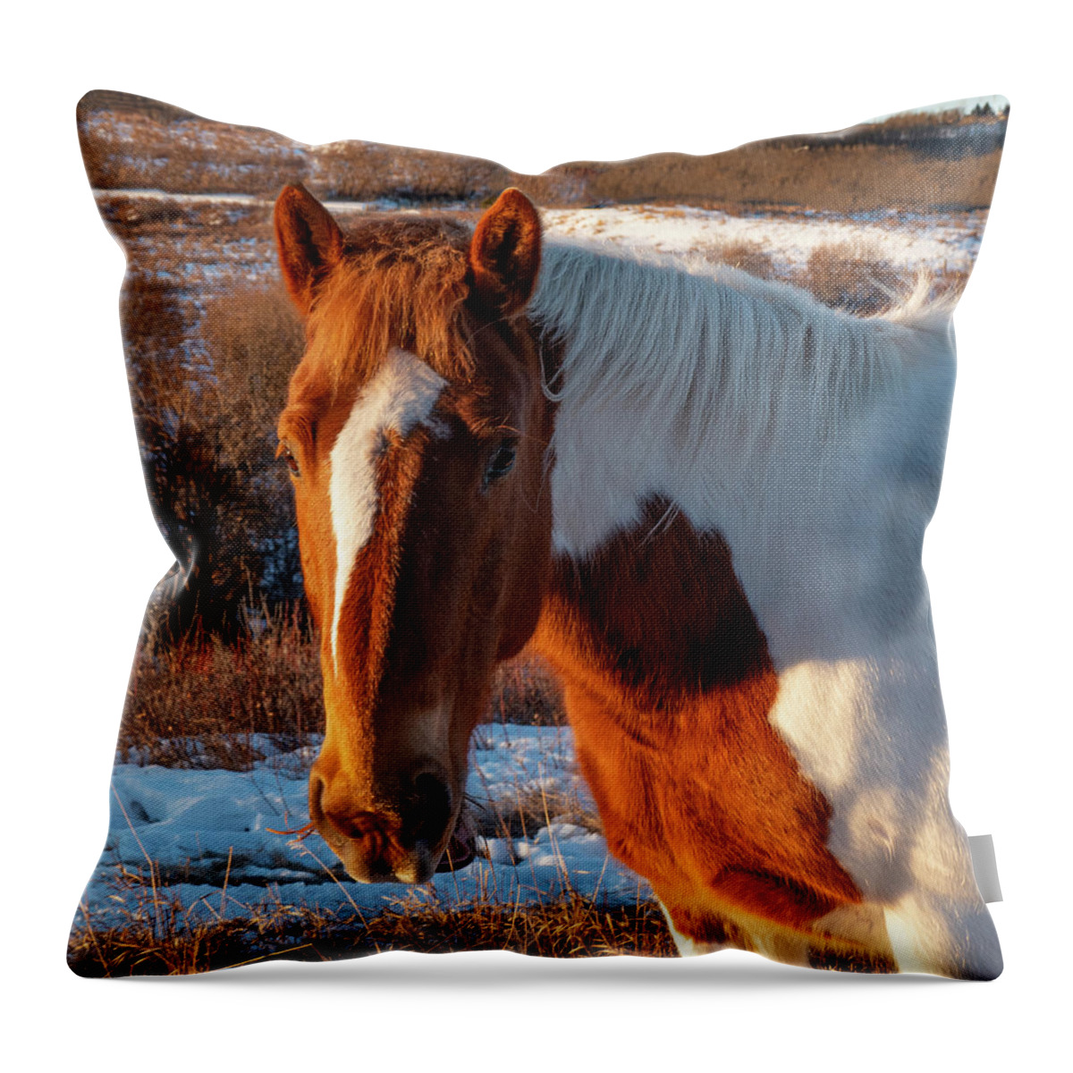 Horse Throw Pillow featuring the photograph Horse Portrait At Dawn by Karen Rispin