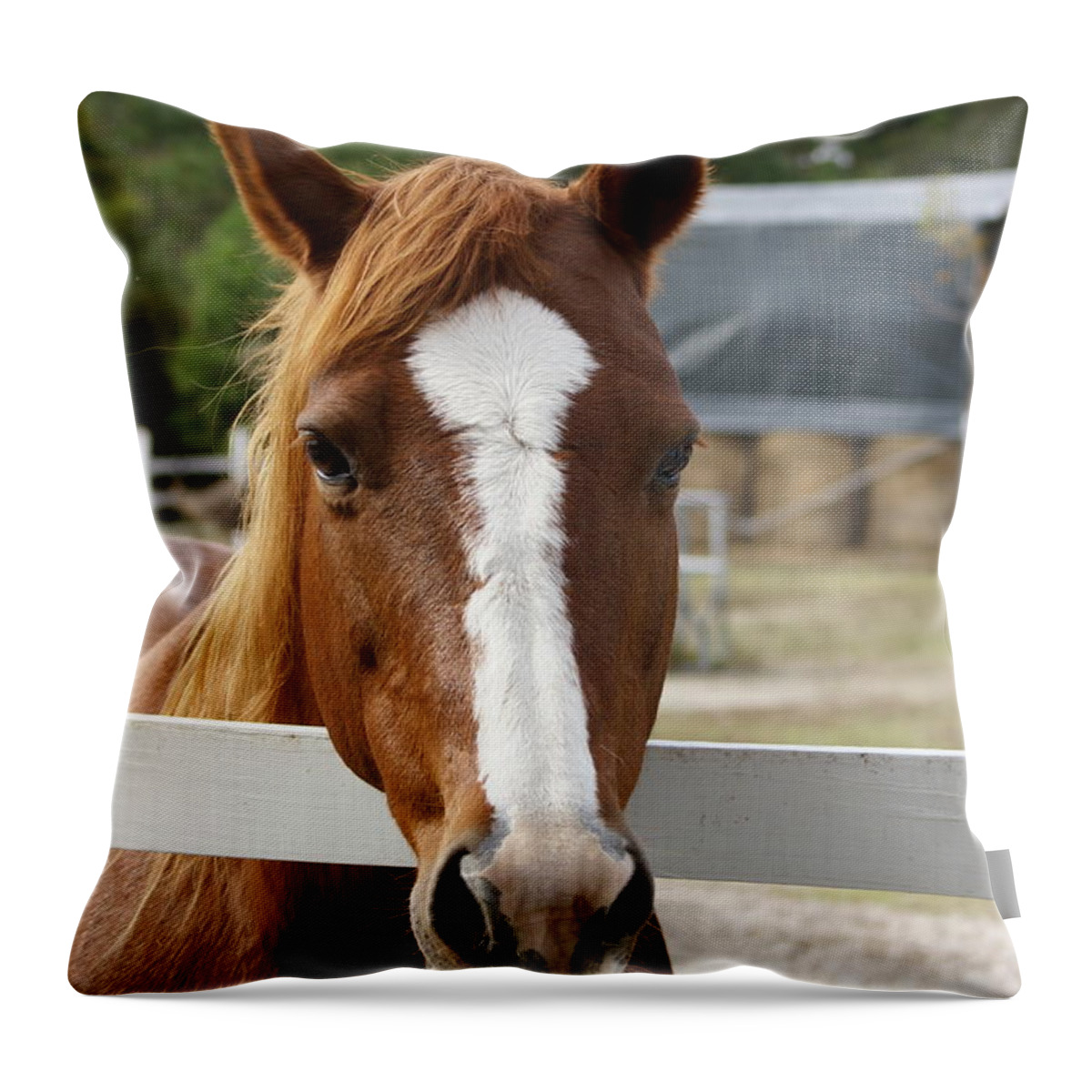  Throw Pillow featuring the photograph Horse Welcome by Heather E Harman