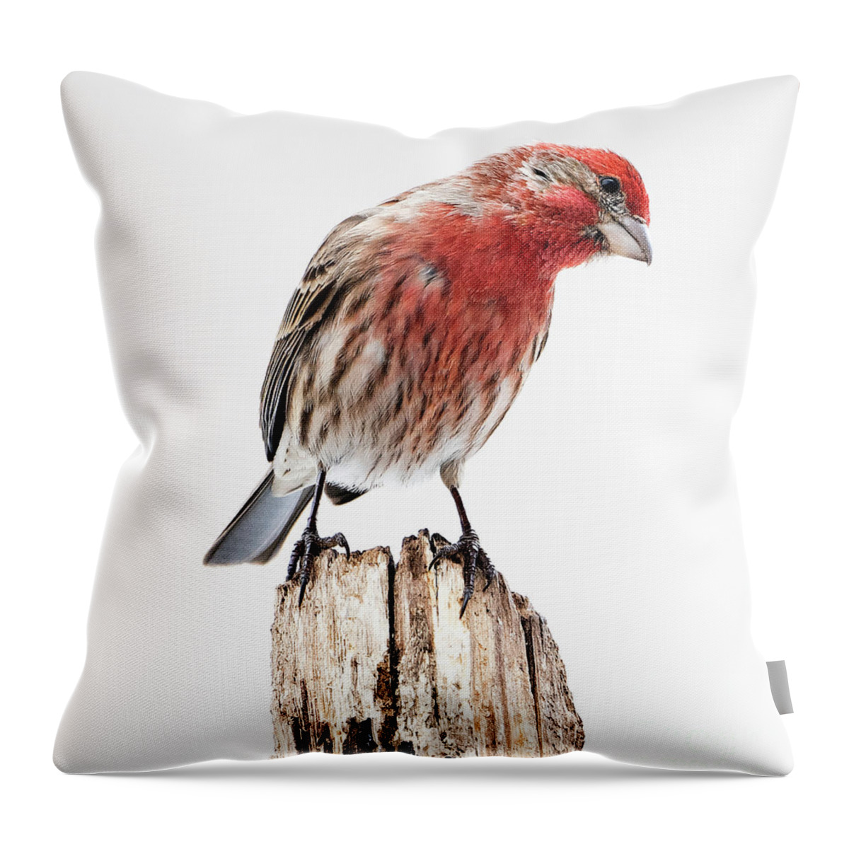 House Finch Throw Pillow featuring the photograph House Finch- So Curioius by Sandra Rust
