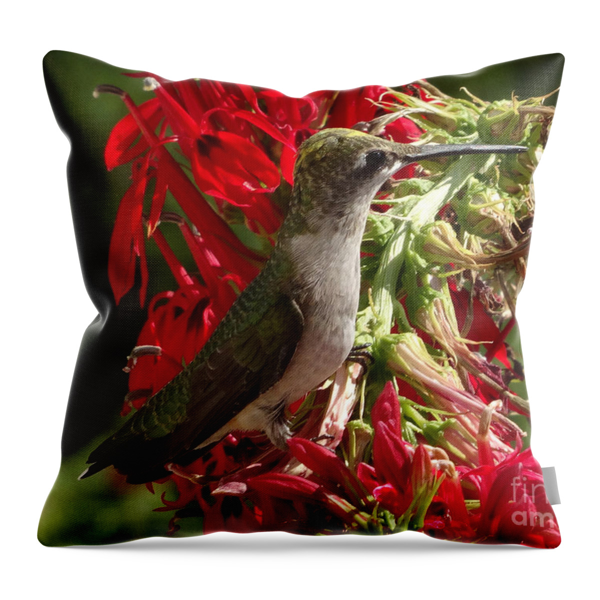 Copyright 2022 By Christopher Plummer Throw Pillow featuring the photograph Hummers Day 2-09 by Christopher Plummer
