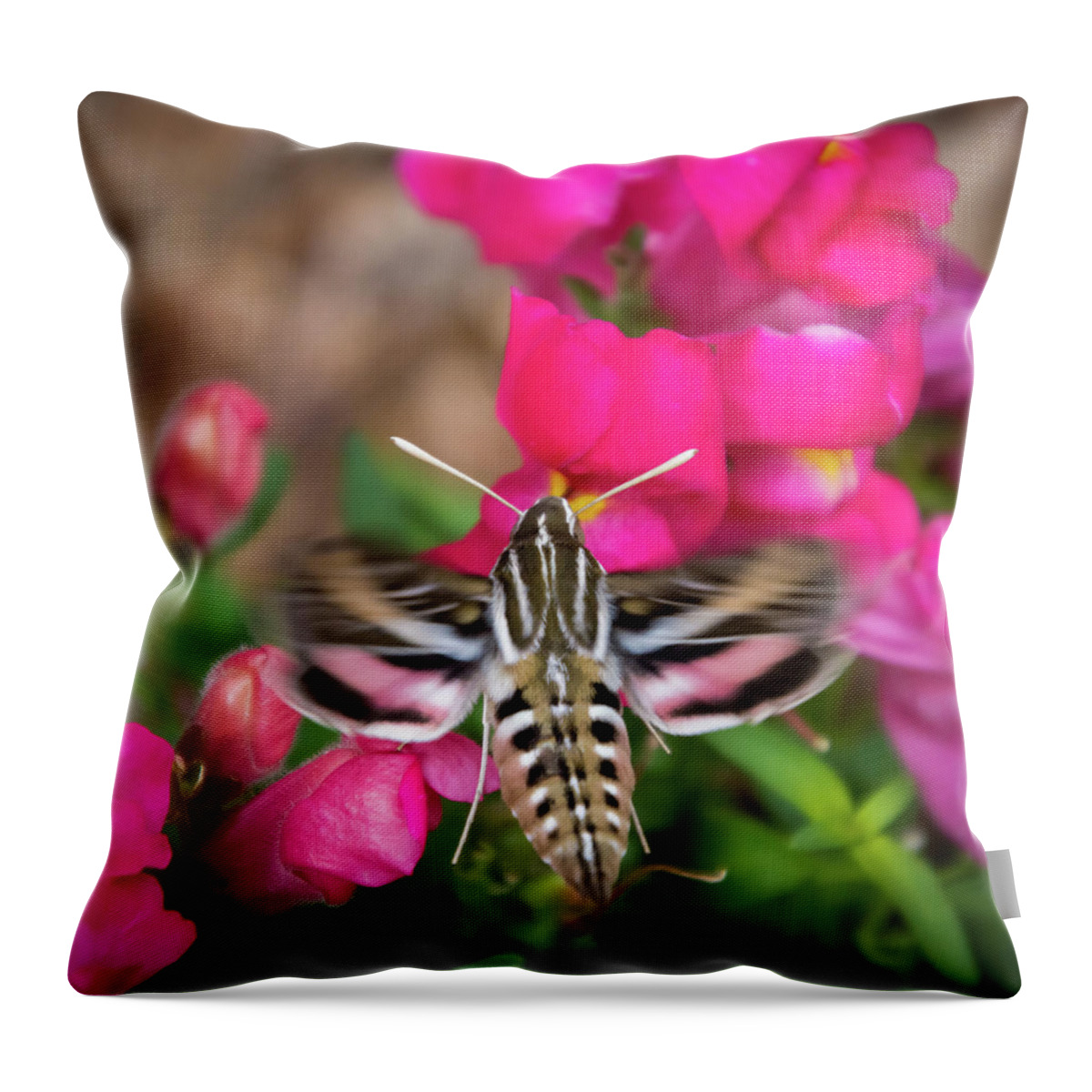 Colorado Flowers Throw Pillow featuring the photograph Hummingbird Moth in Motion by Debra Martz