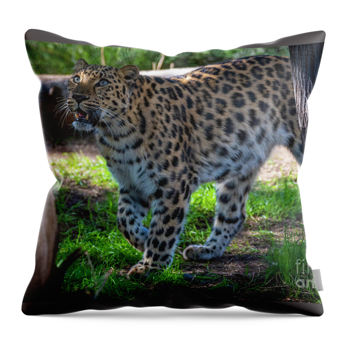 Cat Throw Pillow featuring the photograph I See Food by David Levin