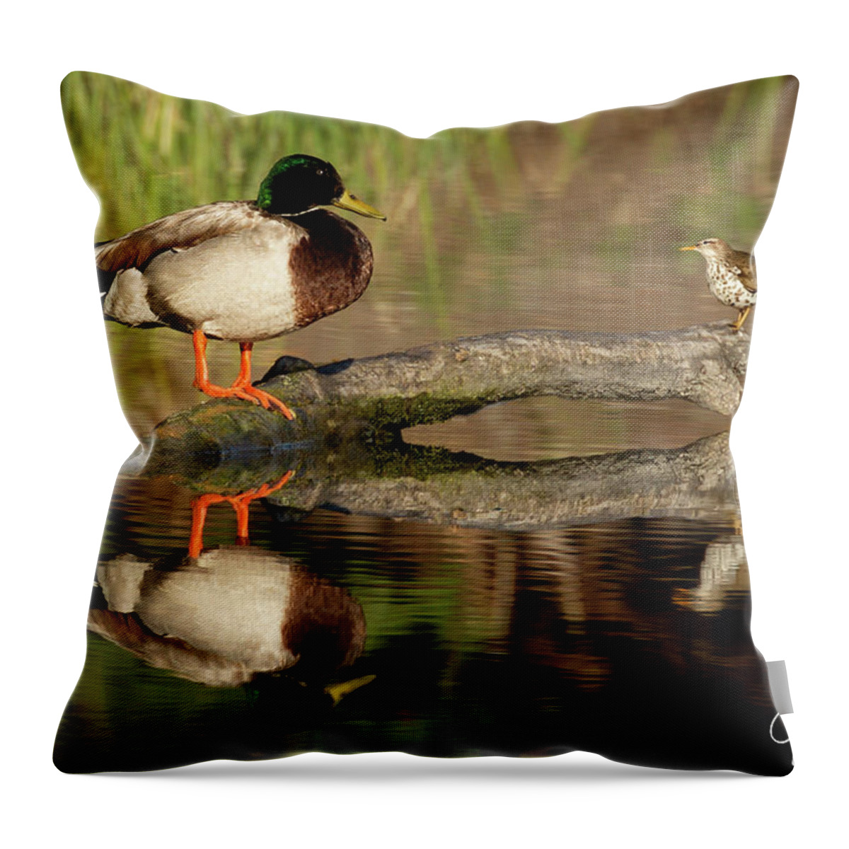 Gary Johnson Throw Pillow featuring the photograph I Was Here First by Gary Johnson
