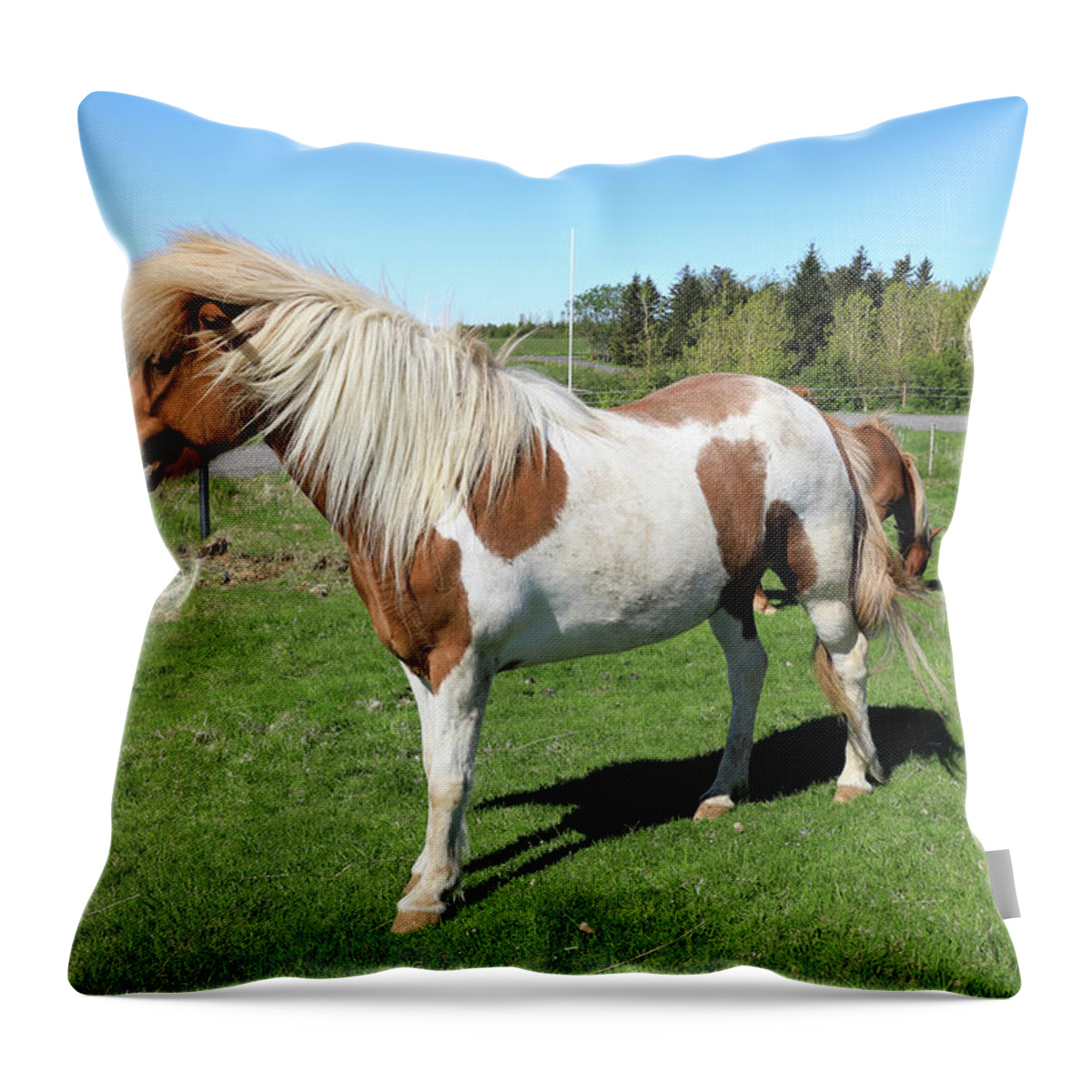 Horse Throw Pillow featuring the photograph Icelandic Horse by Richard Krebs