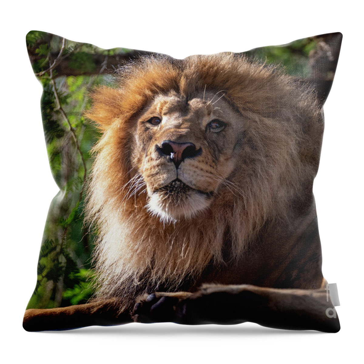 David Levin Photography Throw Pillow featuring the photograph I'm Looking at You by David Levin