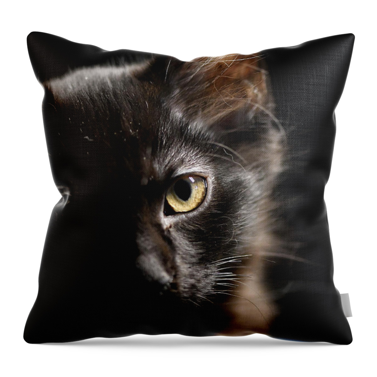 Cat Throw Pillow featuring the photograph Innocent by DArcy Evans