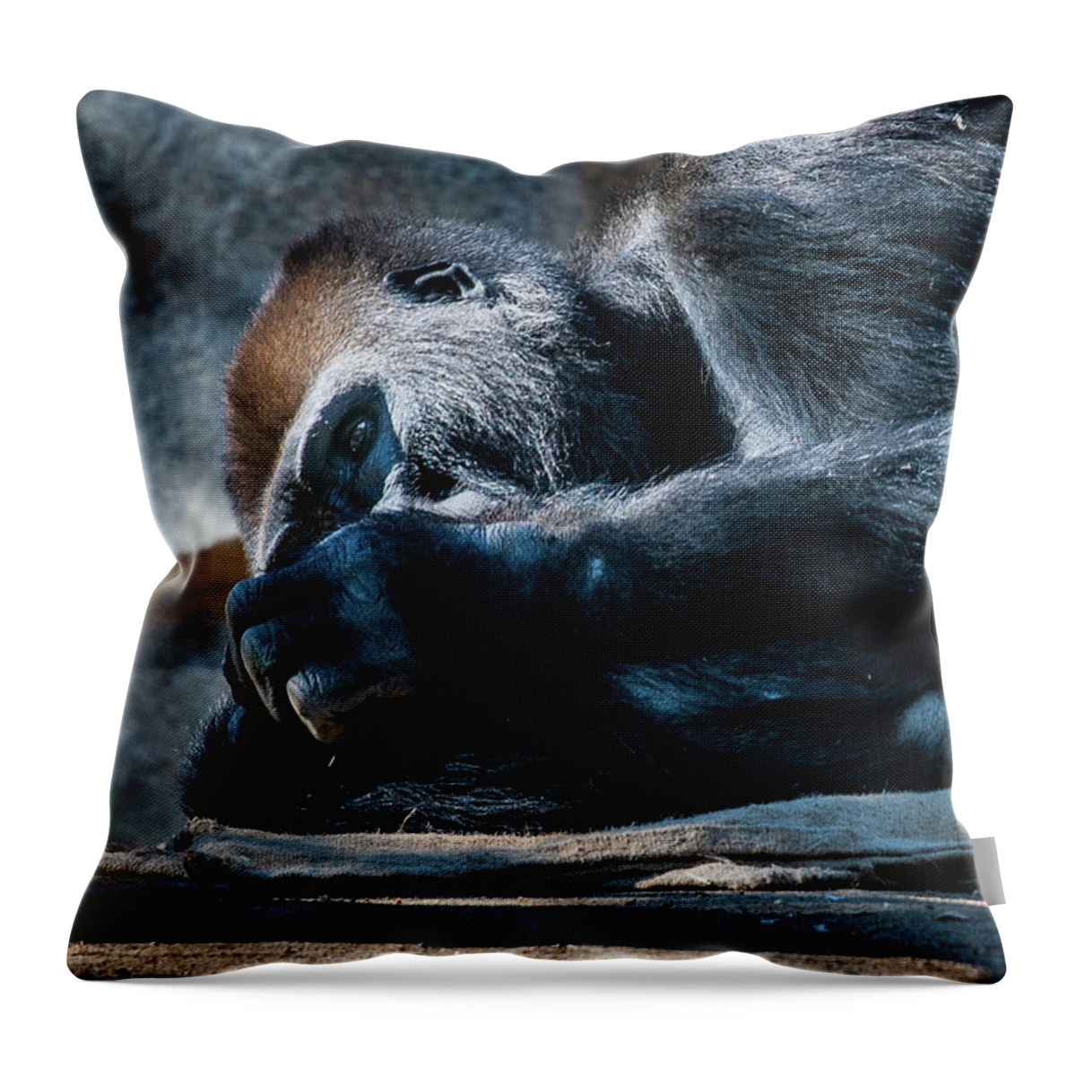 Animals Throw Pillow featuring the photograph Insomnia by David Levin