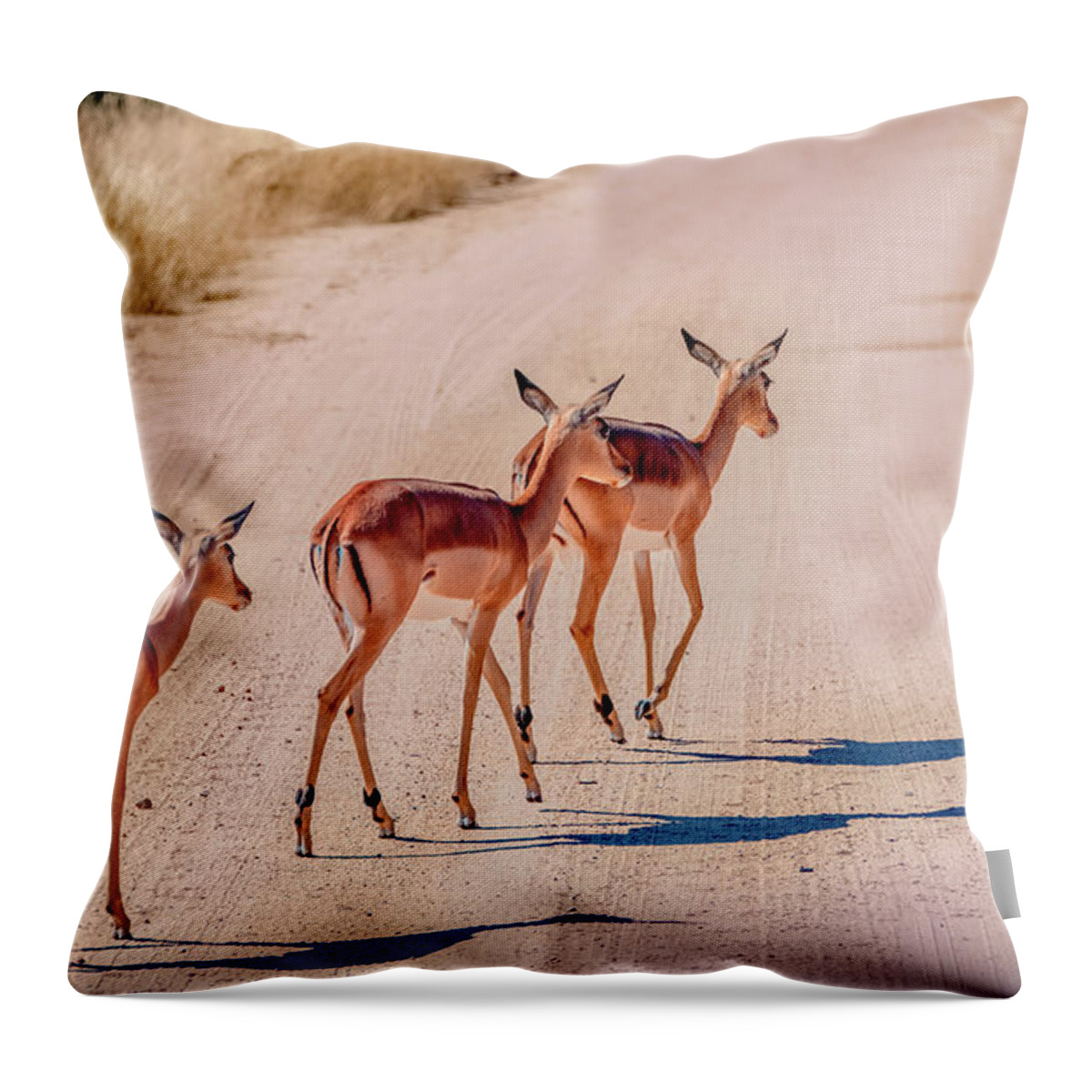 South Africa Throw Pillow featuring the photograph Intrepid Trio in Kruger National Park by Marcy Wielfaert