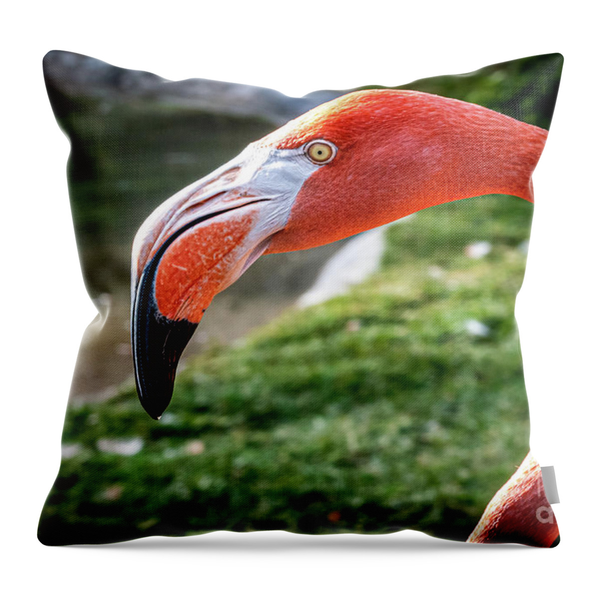 Africa Throw Pillow featuring the photograph I've Got My Eye on You by David Levin