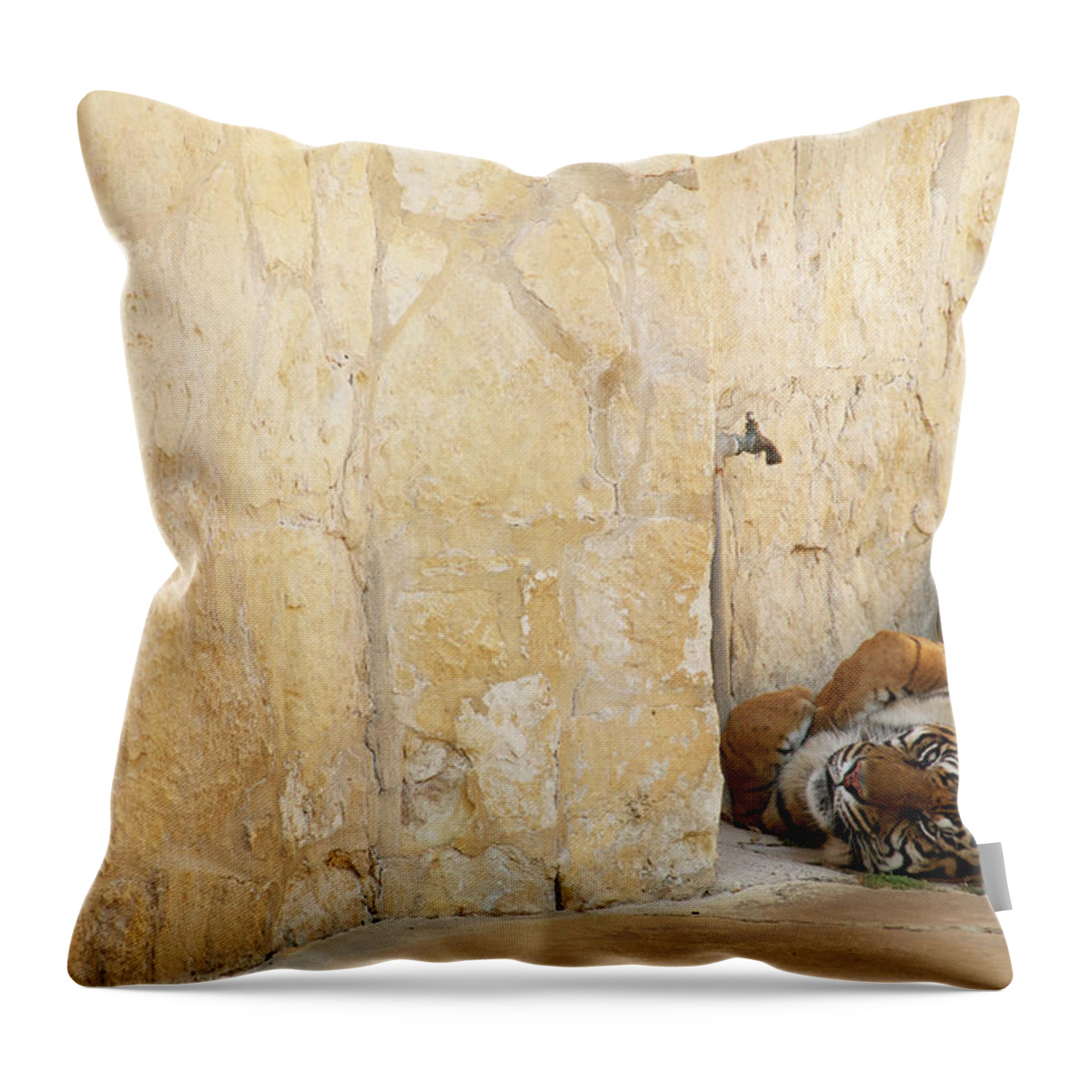 Tiger Throw Pillow featuring the photograph Just Chillin' by Melissa Southern
