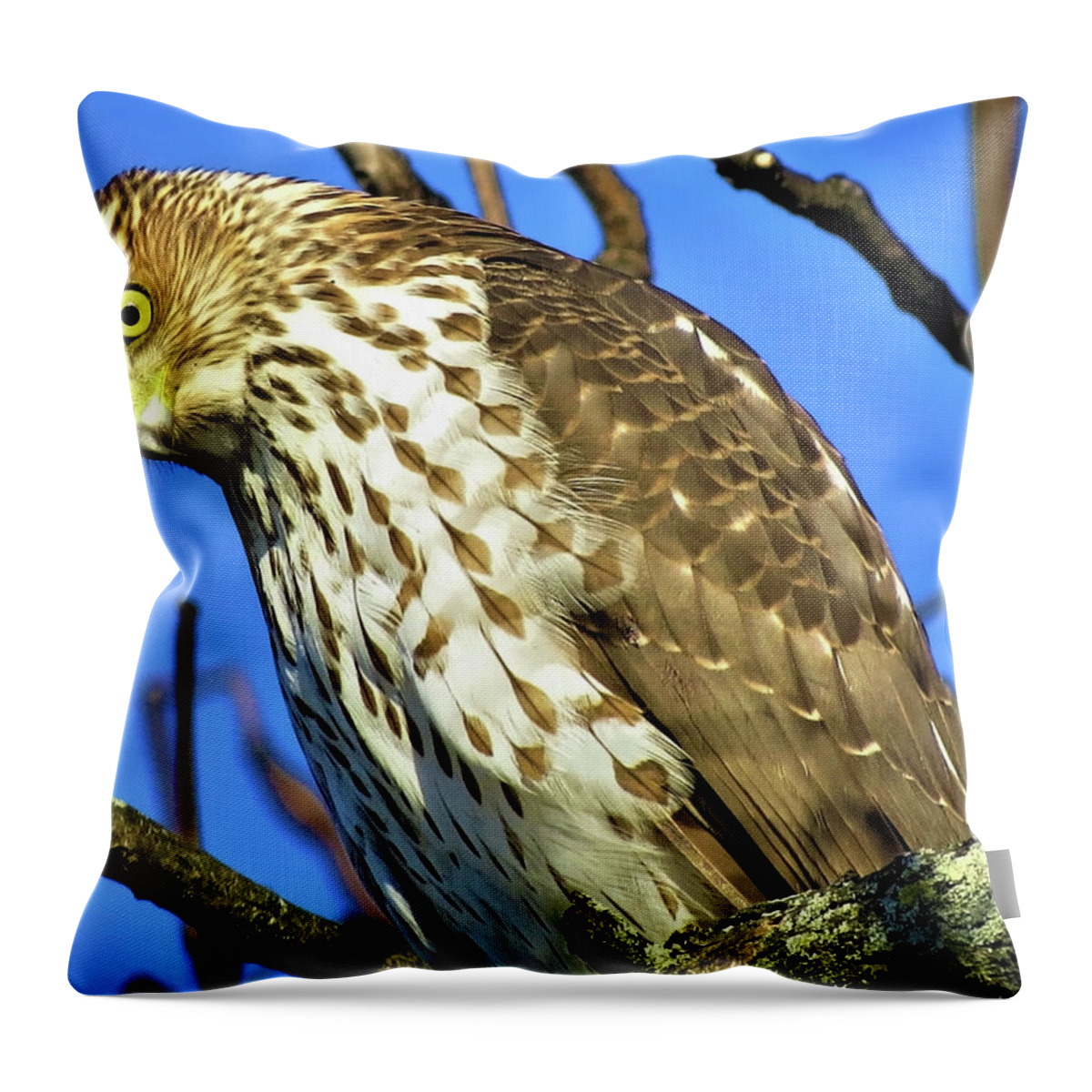Hawks Throw Pillow featuring the photograph Juvenile Coopers Hawk Are you talkin' to me? by Linda Stern